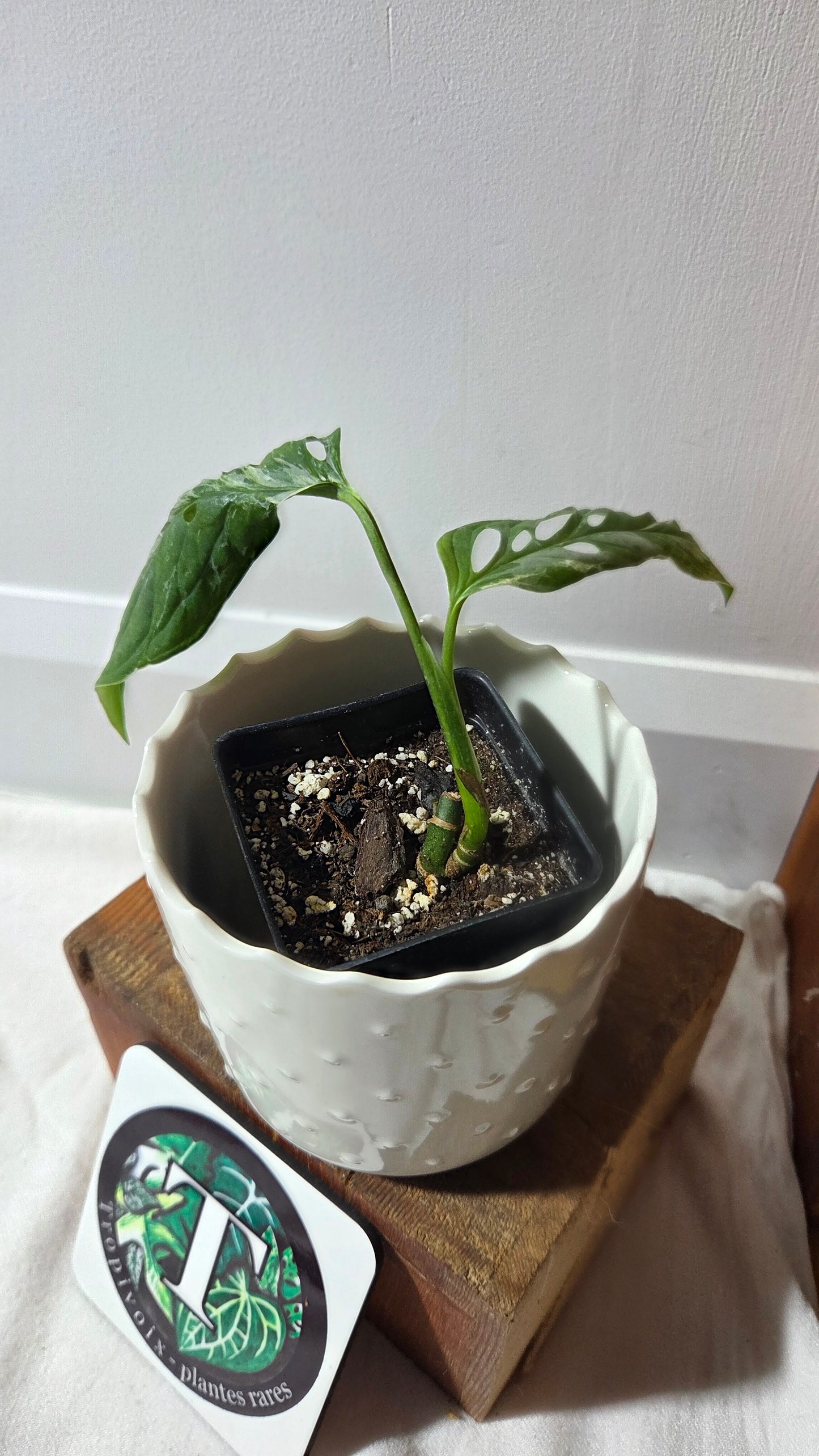 Monstera Andasonii Mint/Indo (MON-499)