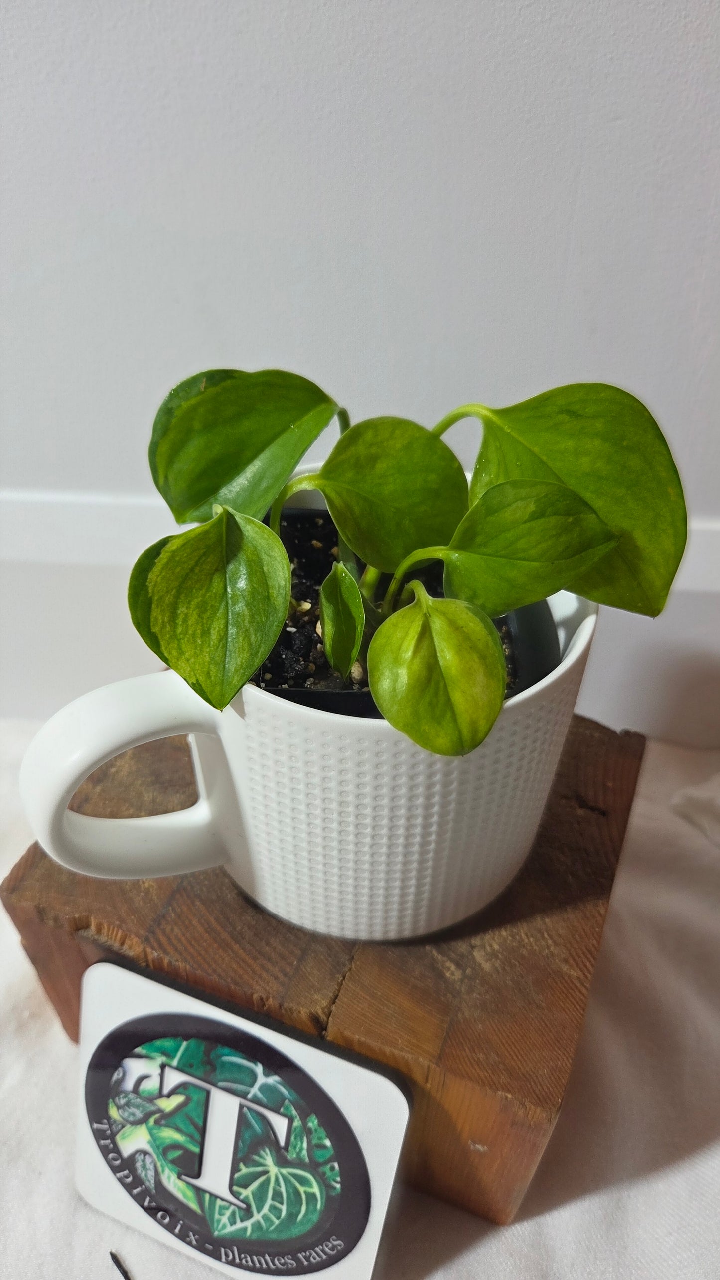 Epipremnum Aureum Manjula yellow/Olivia/Mint (EPI-235)