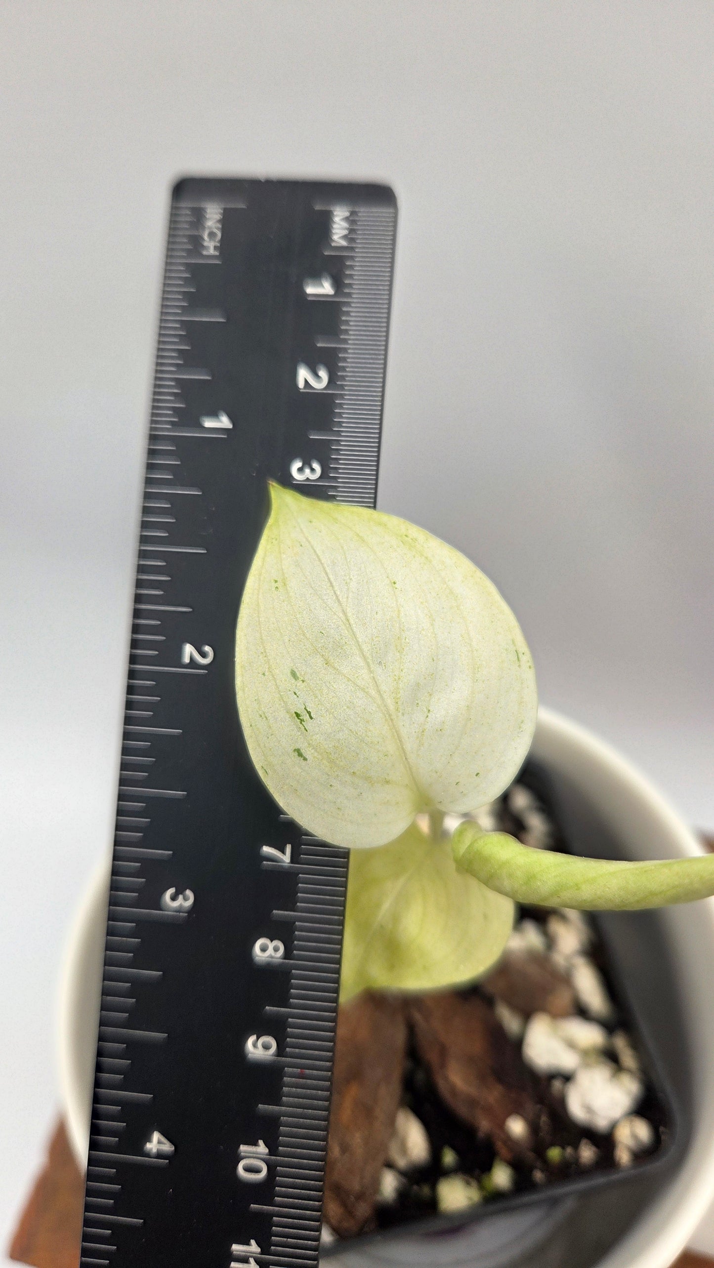 Scindapsus Hederaceus White Mint (SCI-1458)