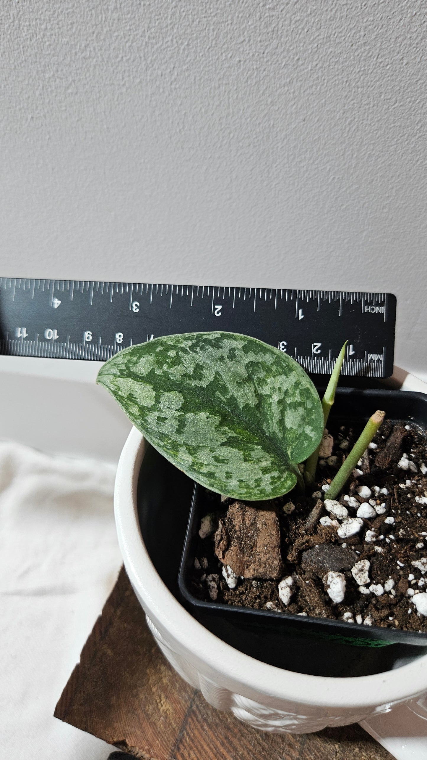 Scindapsus Geulis (SCI-1215)