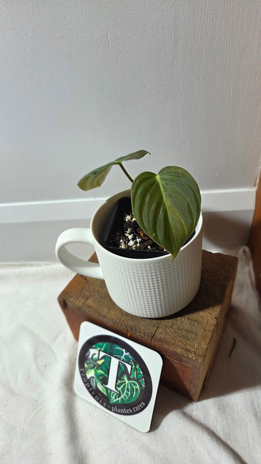 Philodendron Glorious (PHI-995)