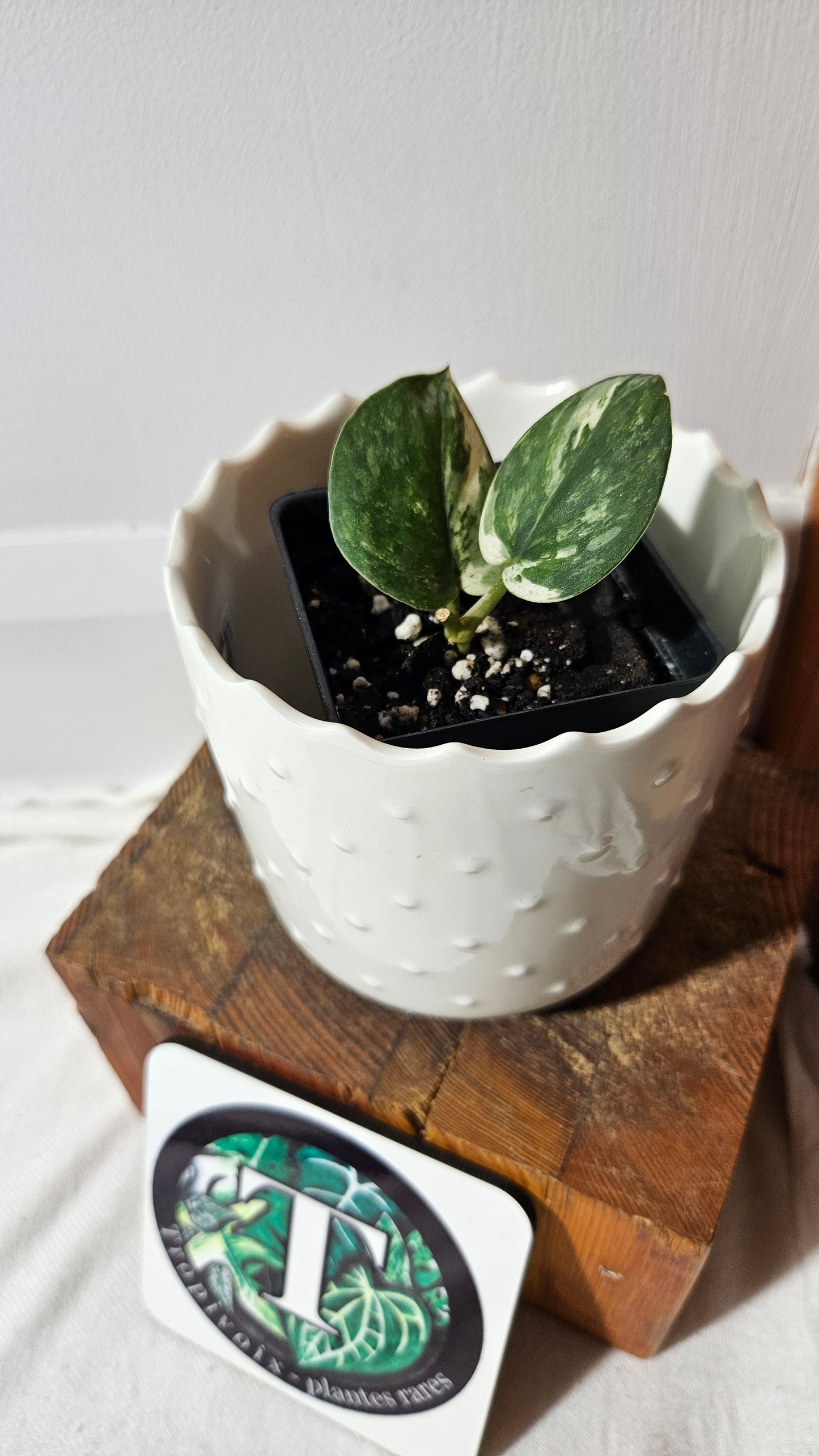 Scindapsus Exotica albo "narrow" (SCI-1055)