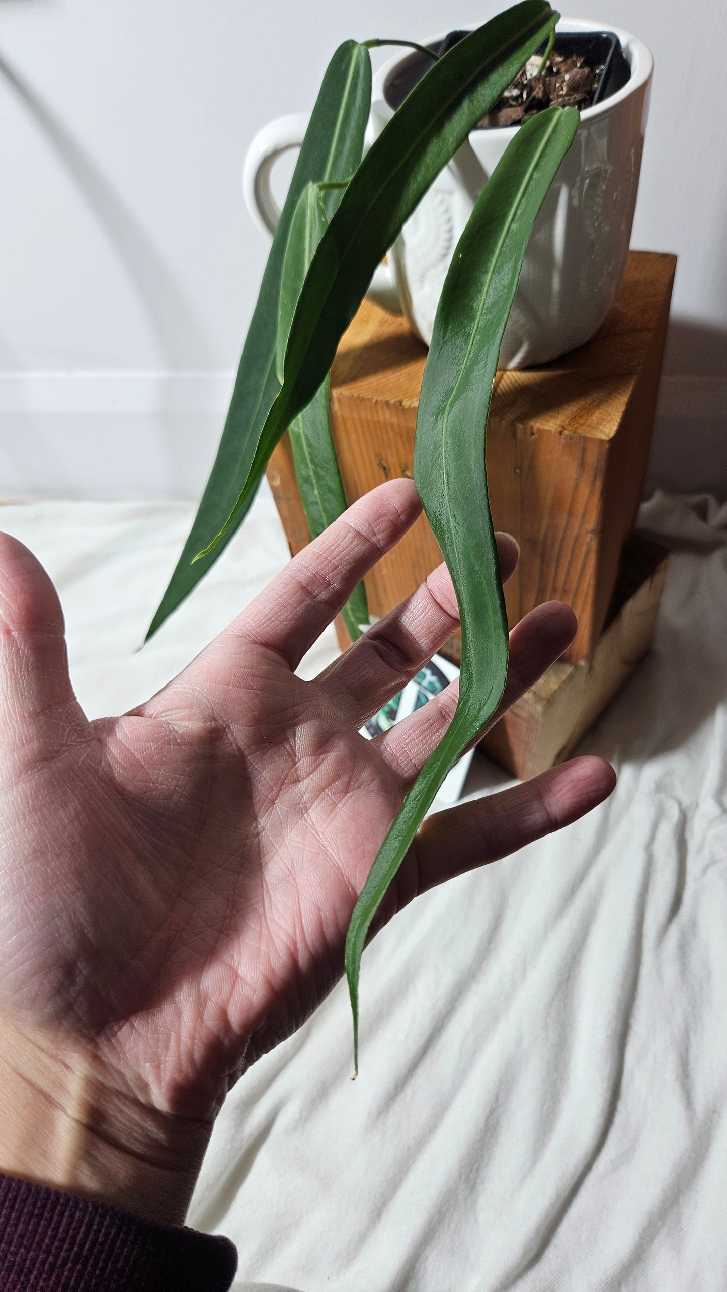 Anthurium Pallidiflorum "format MOYEN/LARGE"(ANT-197)