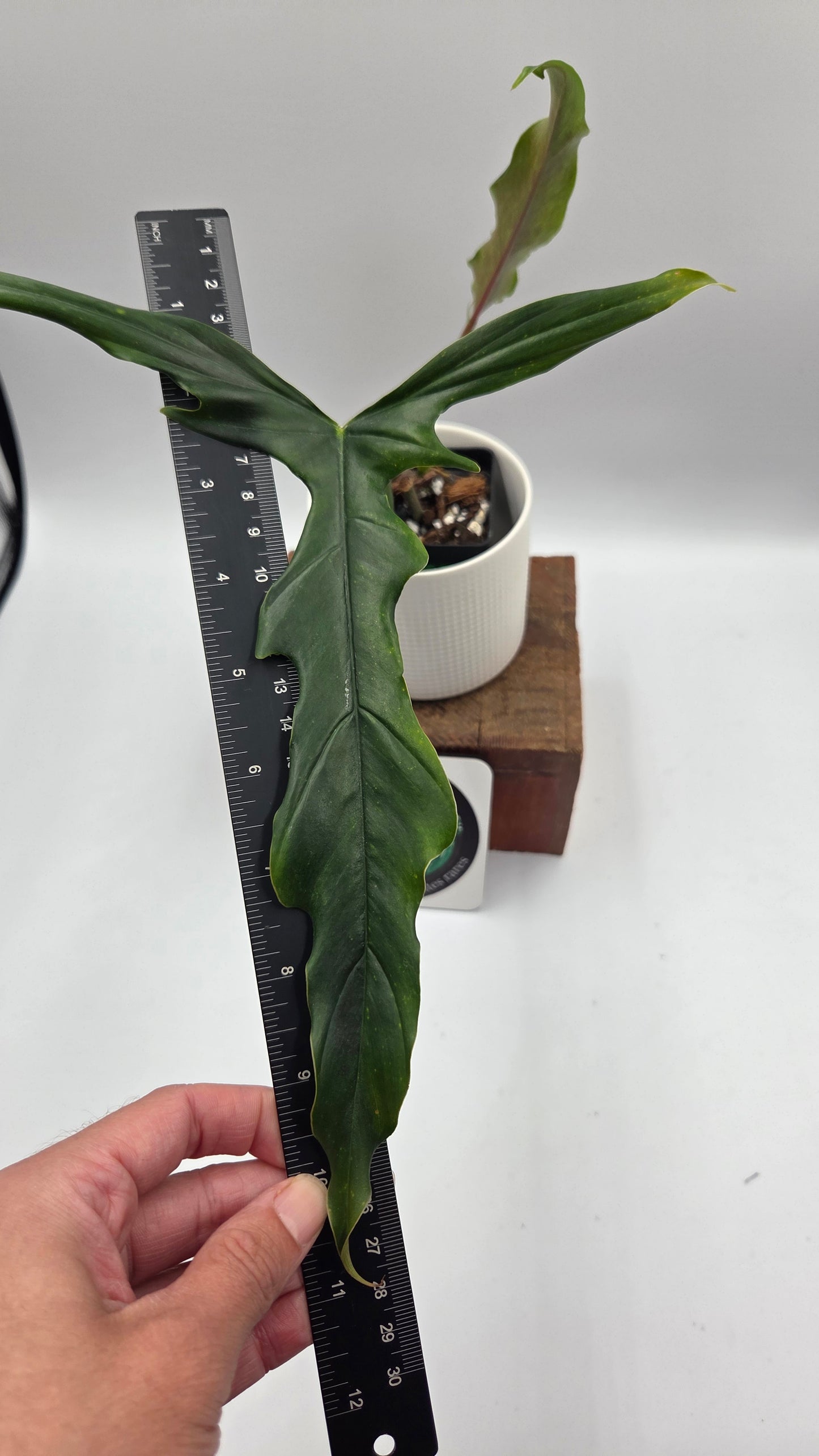 Philodendron Lavinia /(Paloraense cf X Tortum) (PHI-1079)