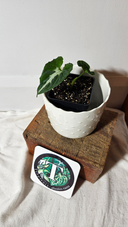 Syngonium Wendlandii "Southern Star"(SYN-316)