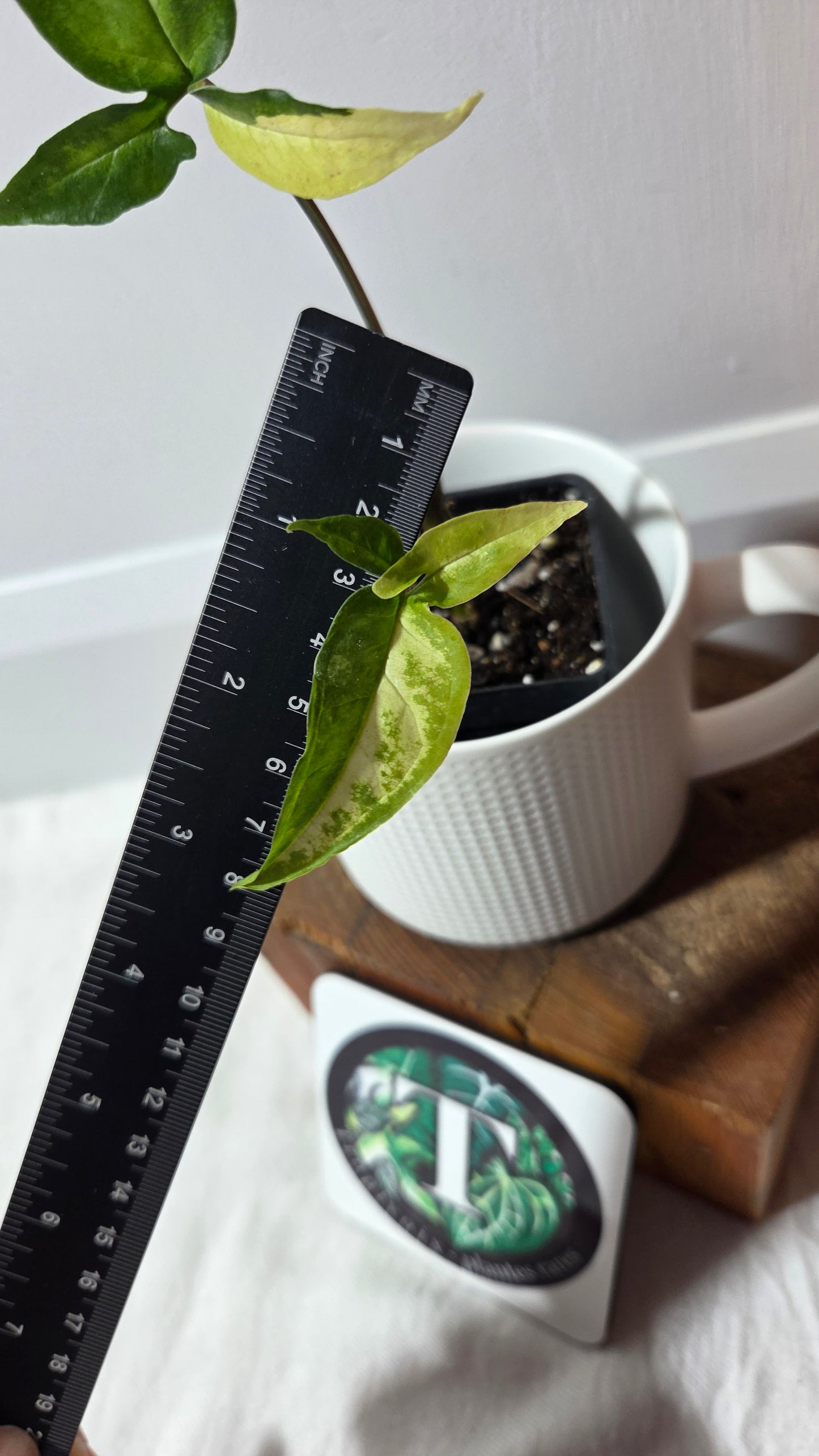 Syngonium Angustatum Albo (SYN-493)