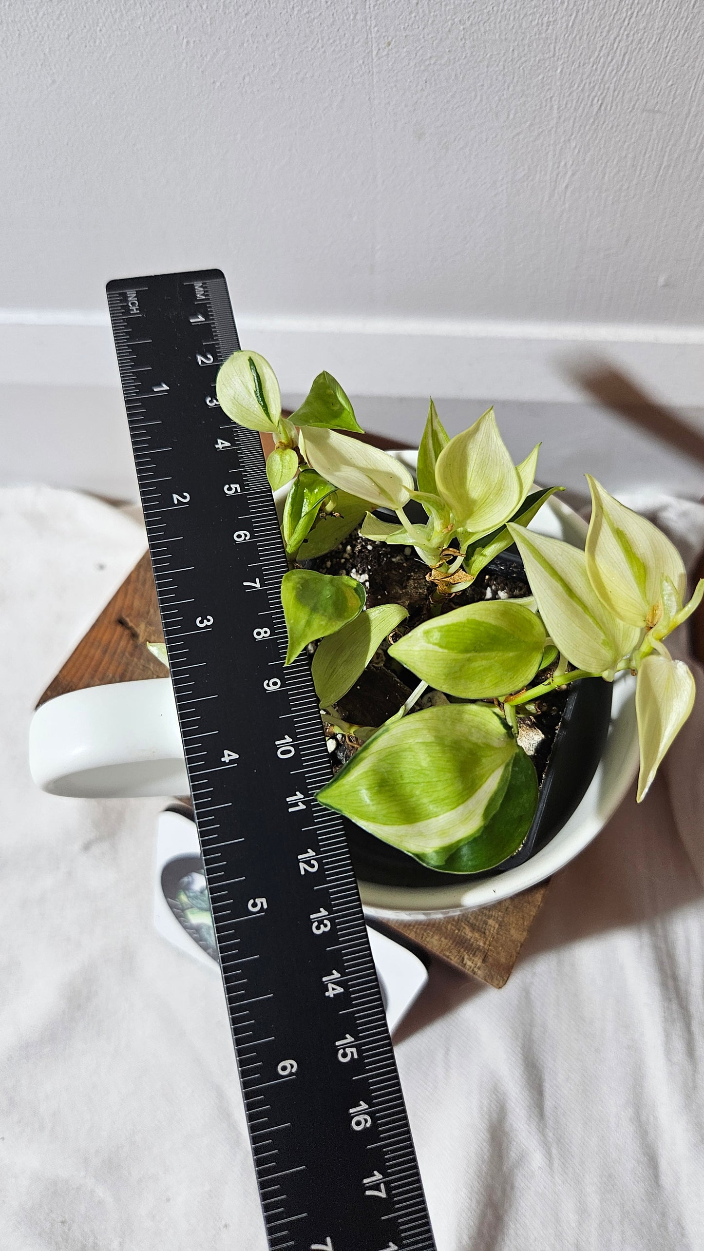 Philodendron Hederaceum Cream Splash (PHI-850)