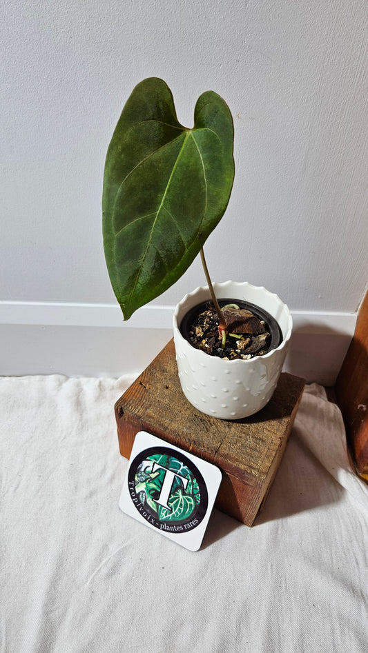 Anthurium Dark Phoenix X Panama "format MOYEN" (ANT-282)