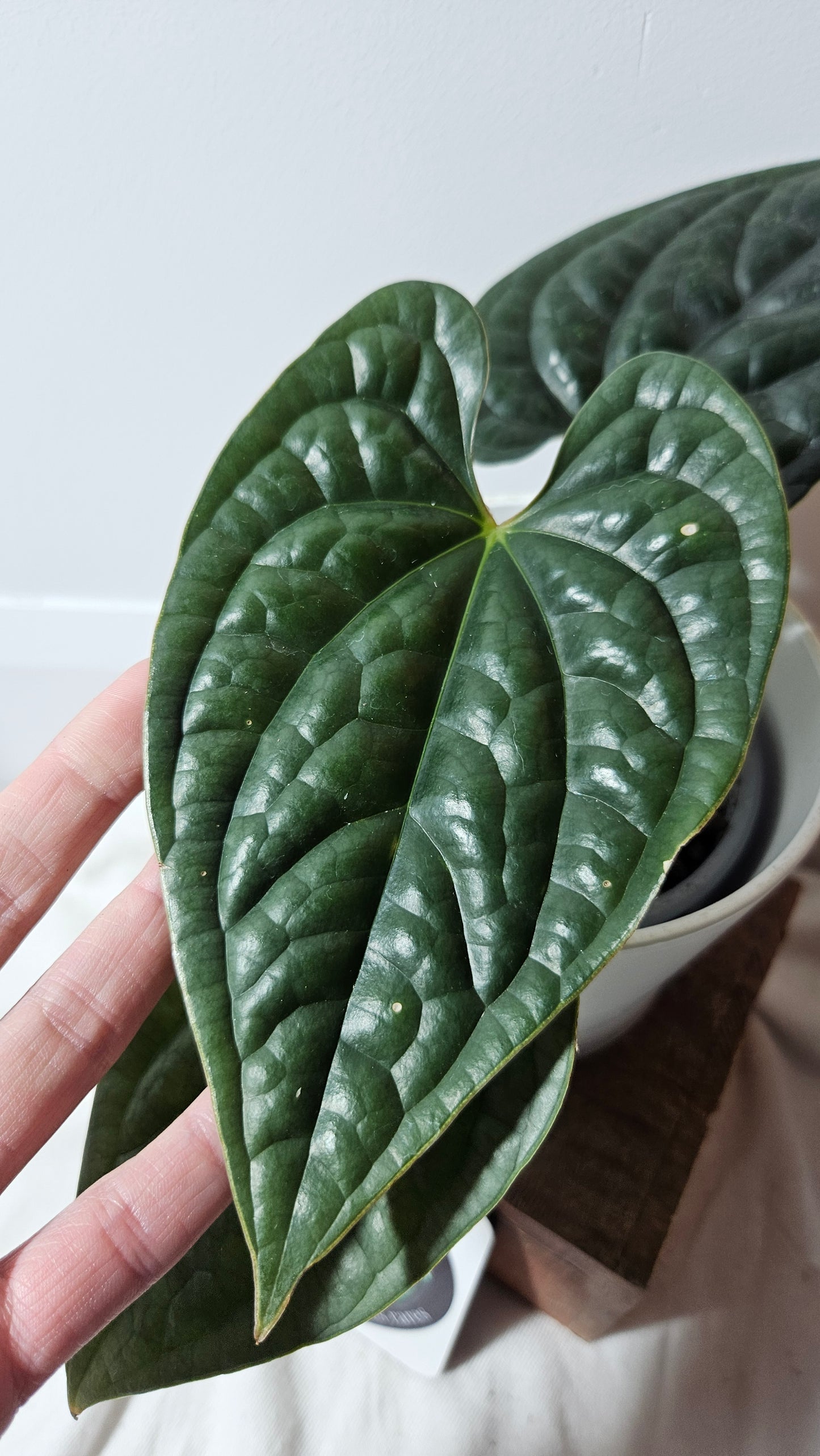 Anthurium Luxurians Tamarindo "format MOYEN" (ANT-218)