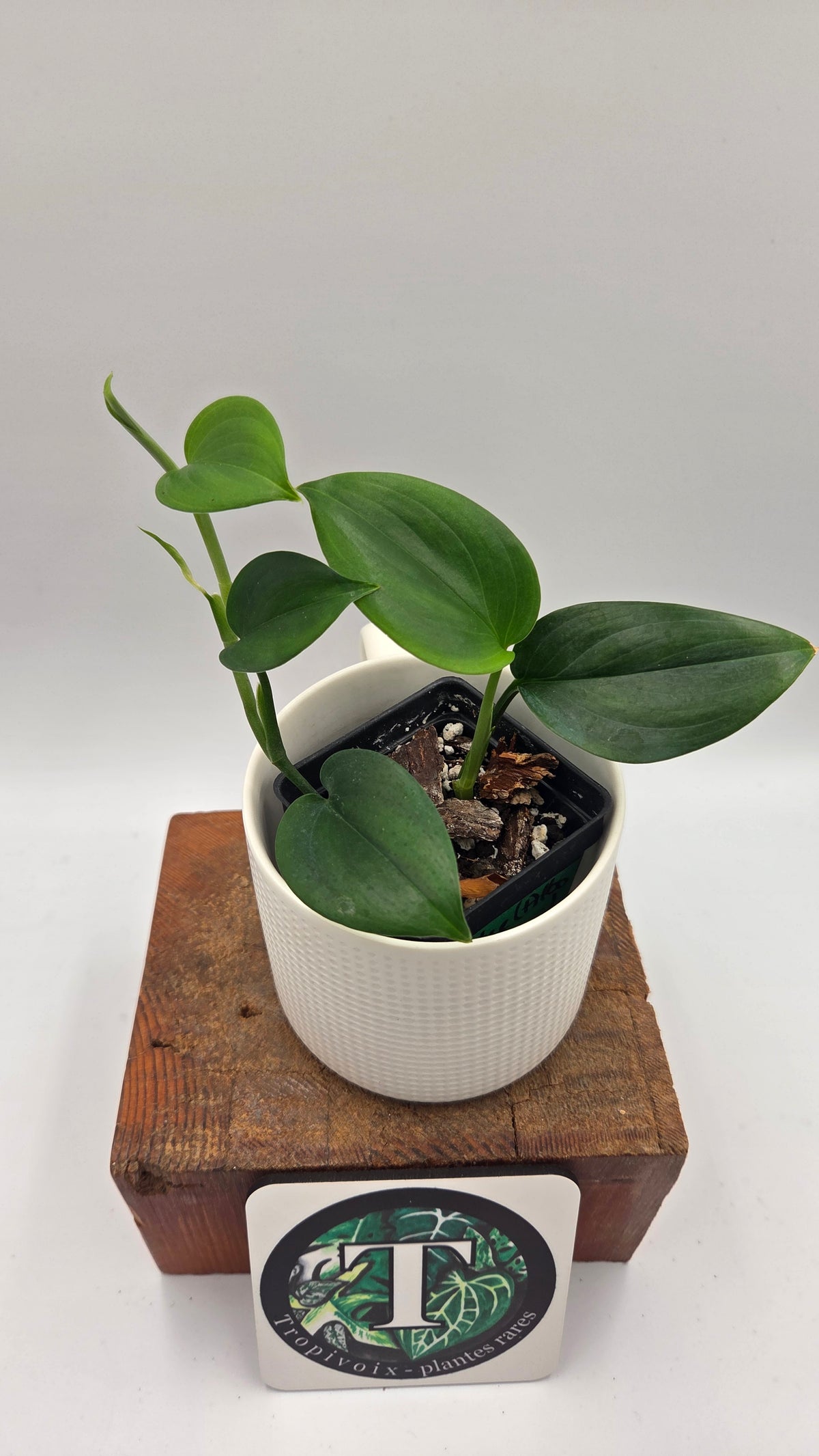 Scindapsus Hederaceus Blue  (SCI-1516)