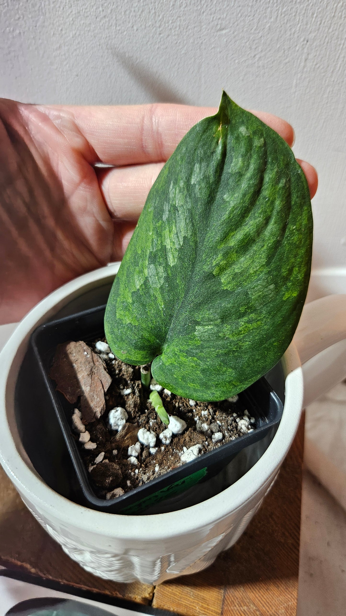 Scindapsus Green Diamond (SCI-1262)