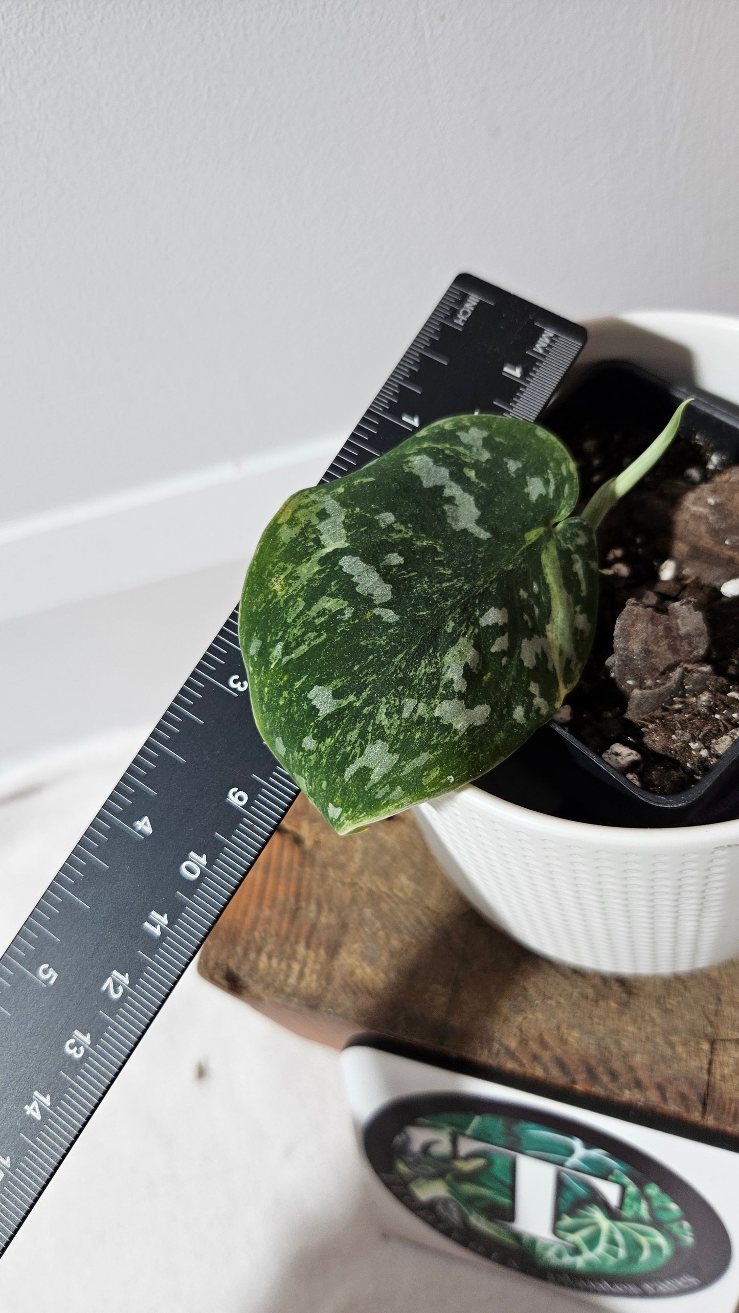 Scindapsus White Crocodile (SCI-1344)