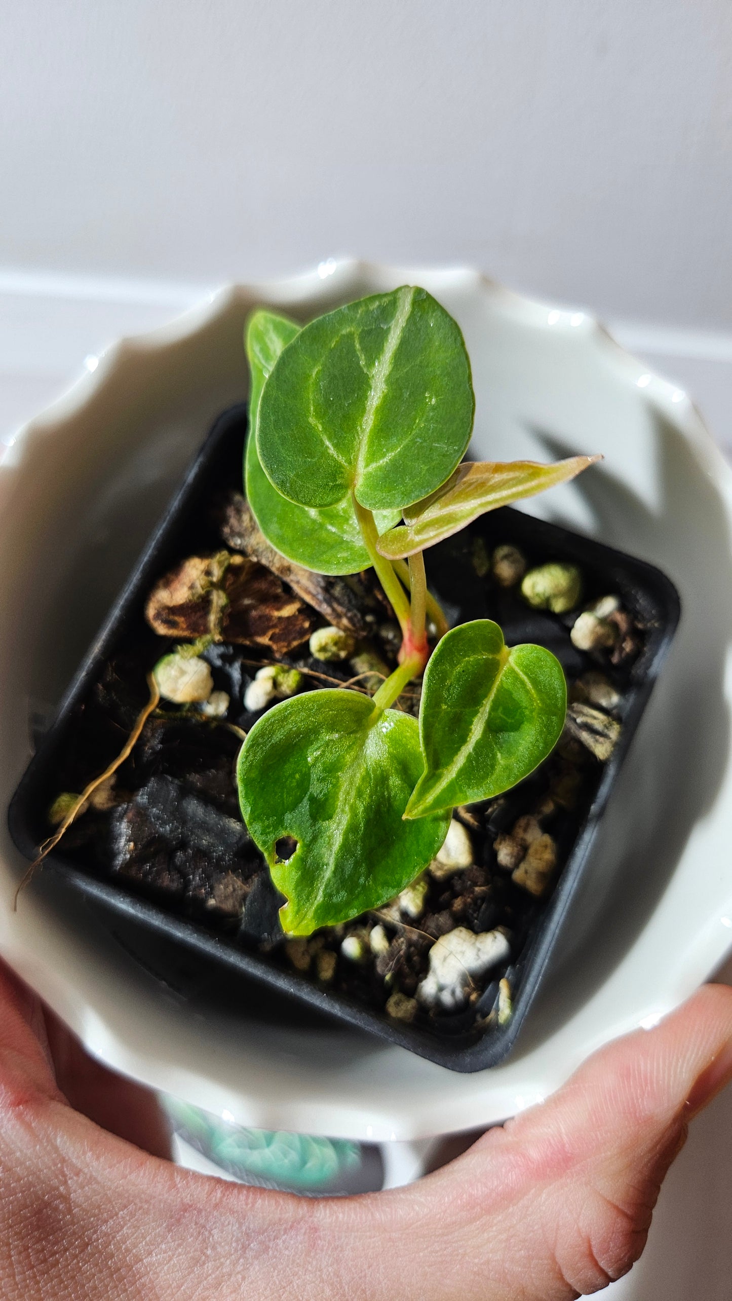 Anthurium Forgetti hybrid "format SEEDLING" (ANT-546)
