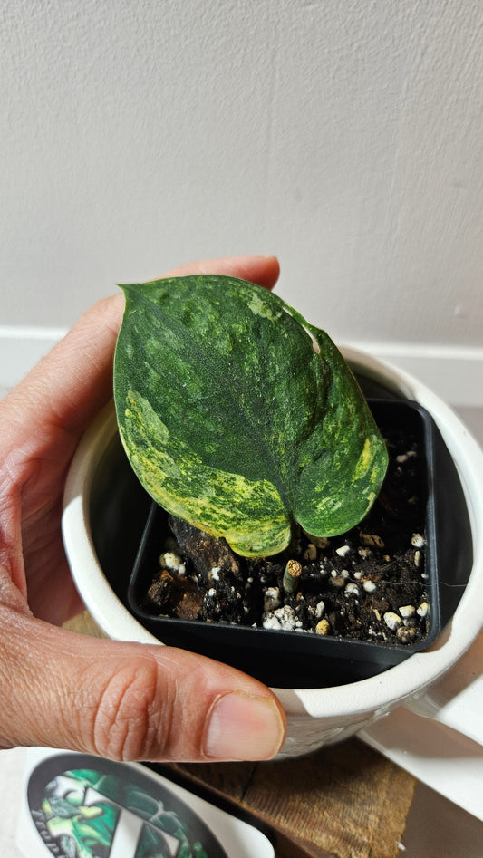 Scindapsus Parahiyangan (SCI-1069)