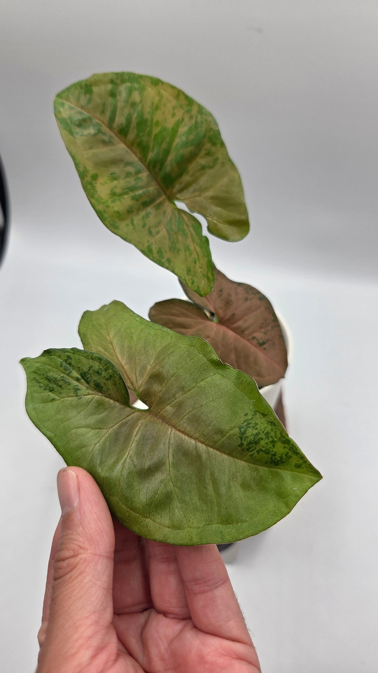 Syngonium Pink Flecked (SYN-518)
