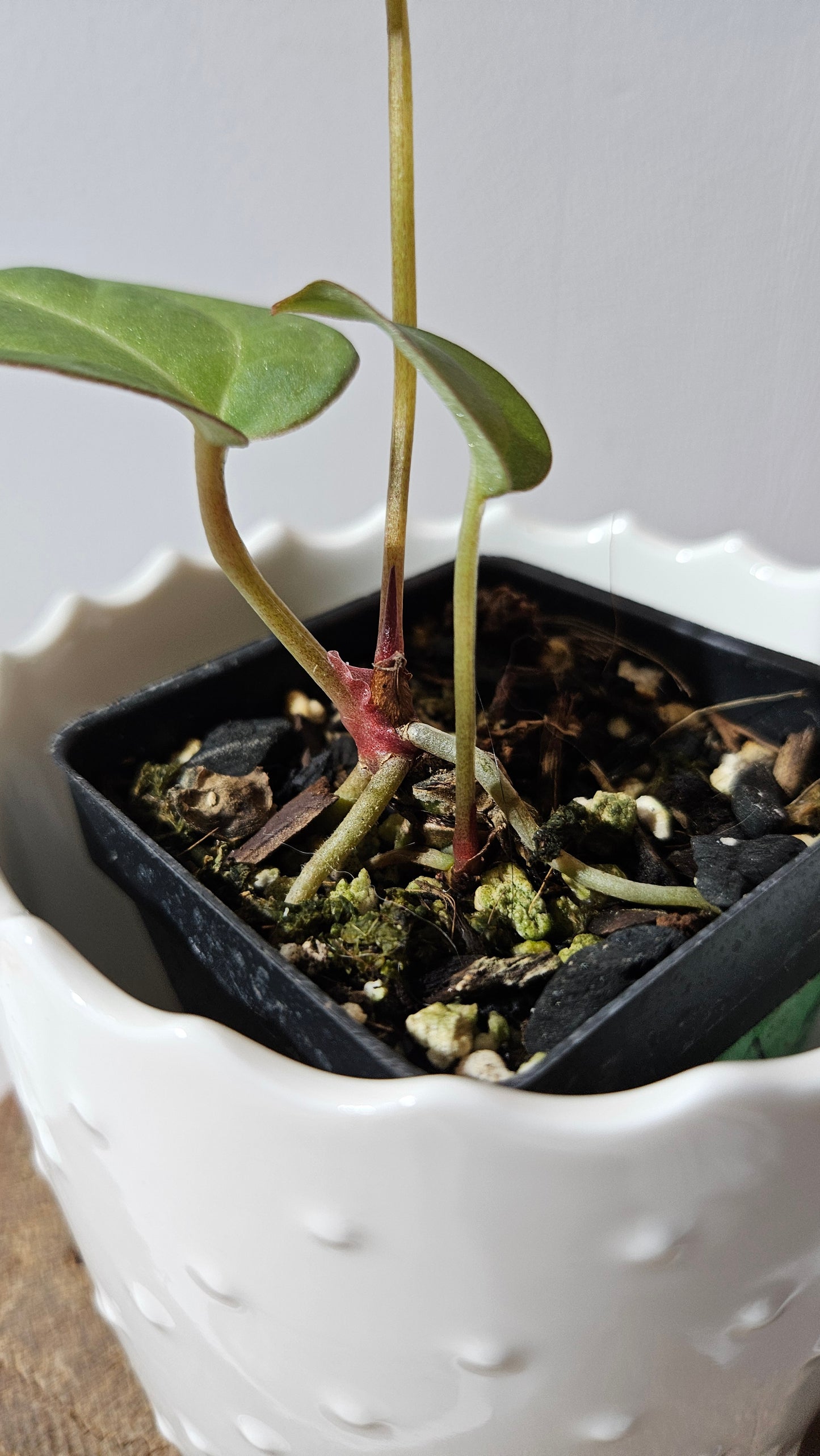 Anthurium  Blue Papillilaminum x Papillilaminum Xone "format PETIT" (ANT-519)