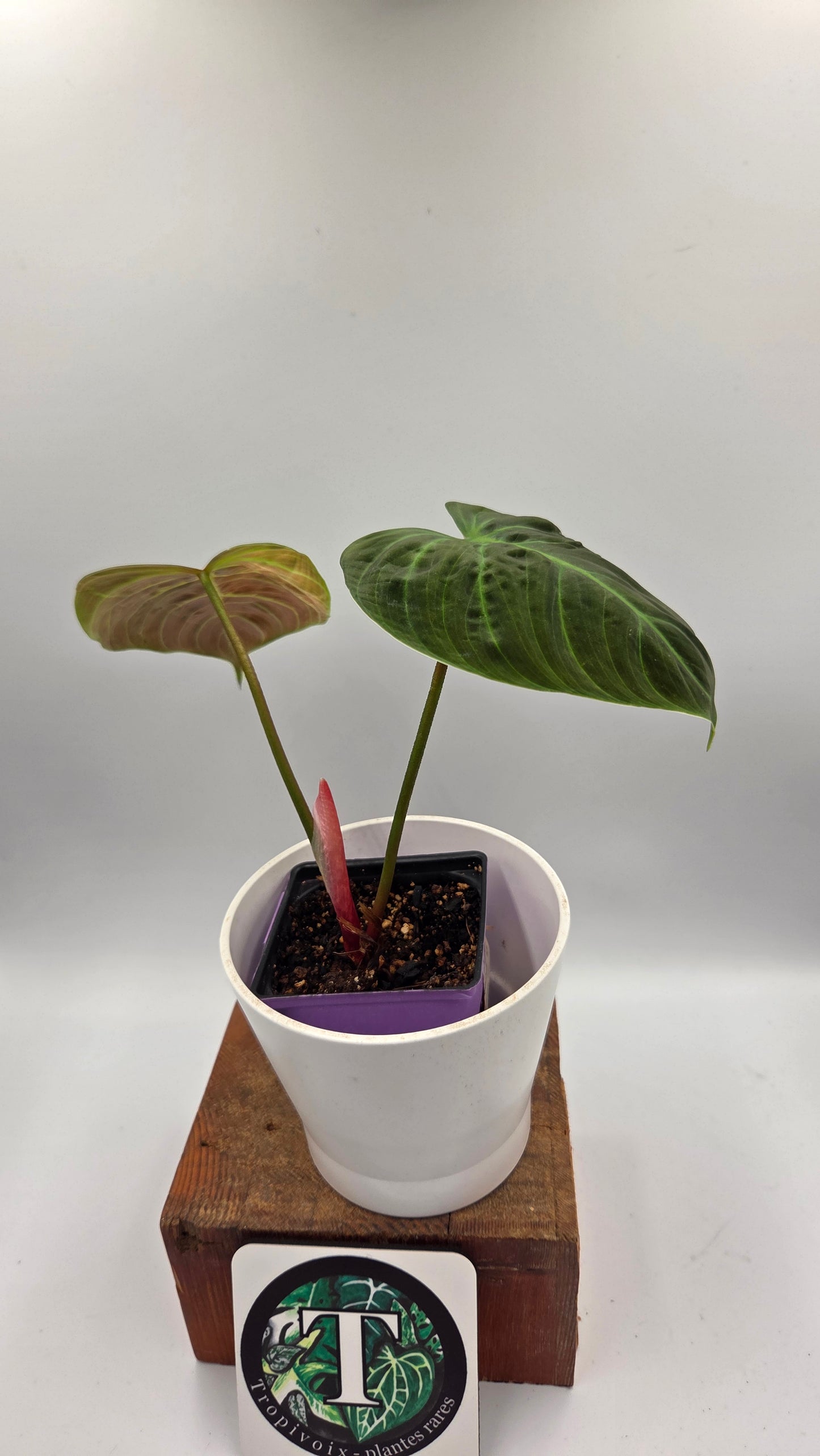 Philodendron Luxurians Choco Red (PHI-750)
