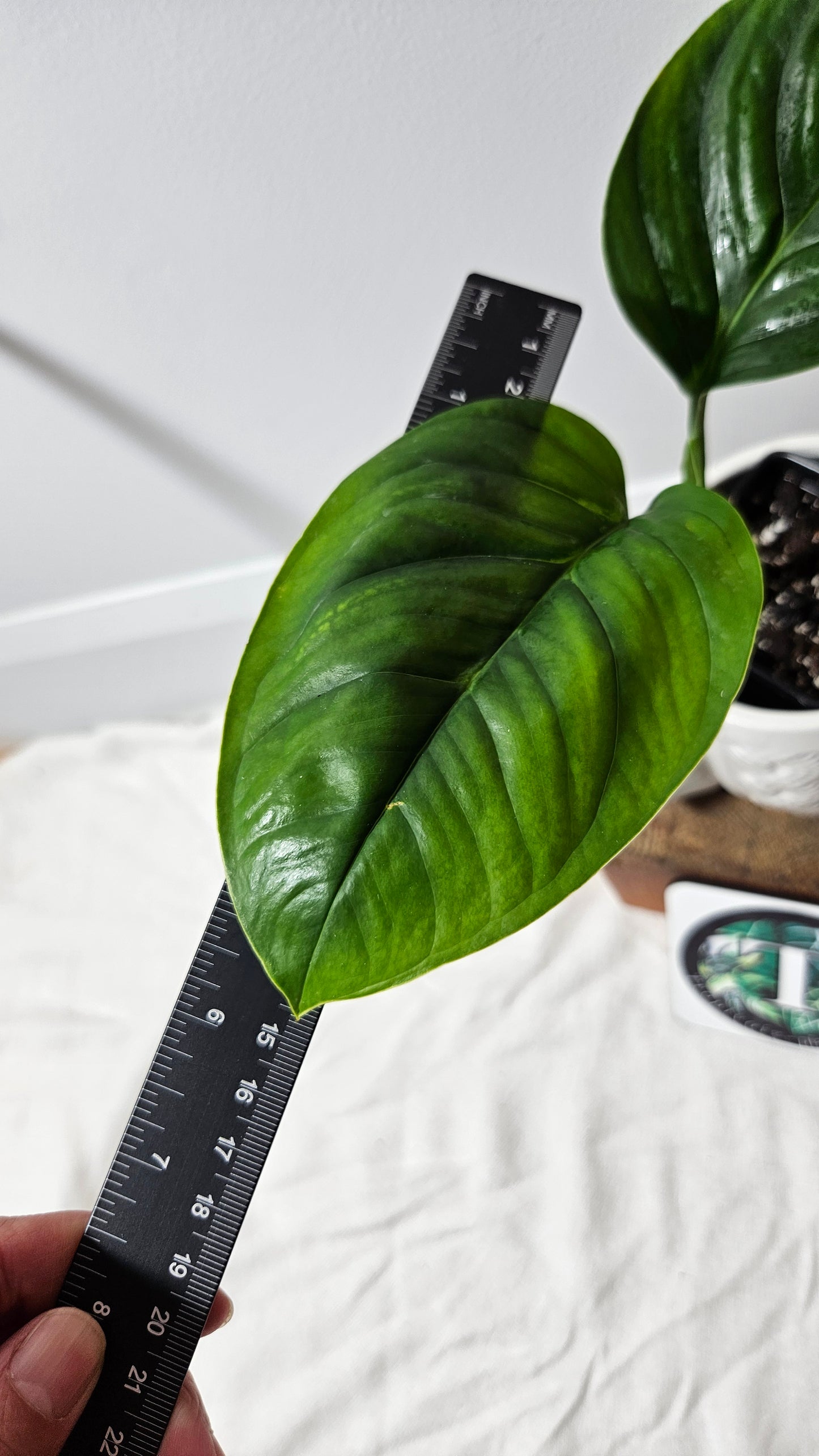 Monstera Obliqua Aff Limon (MON-183)