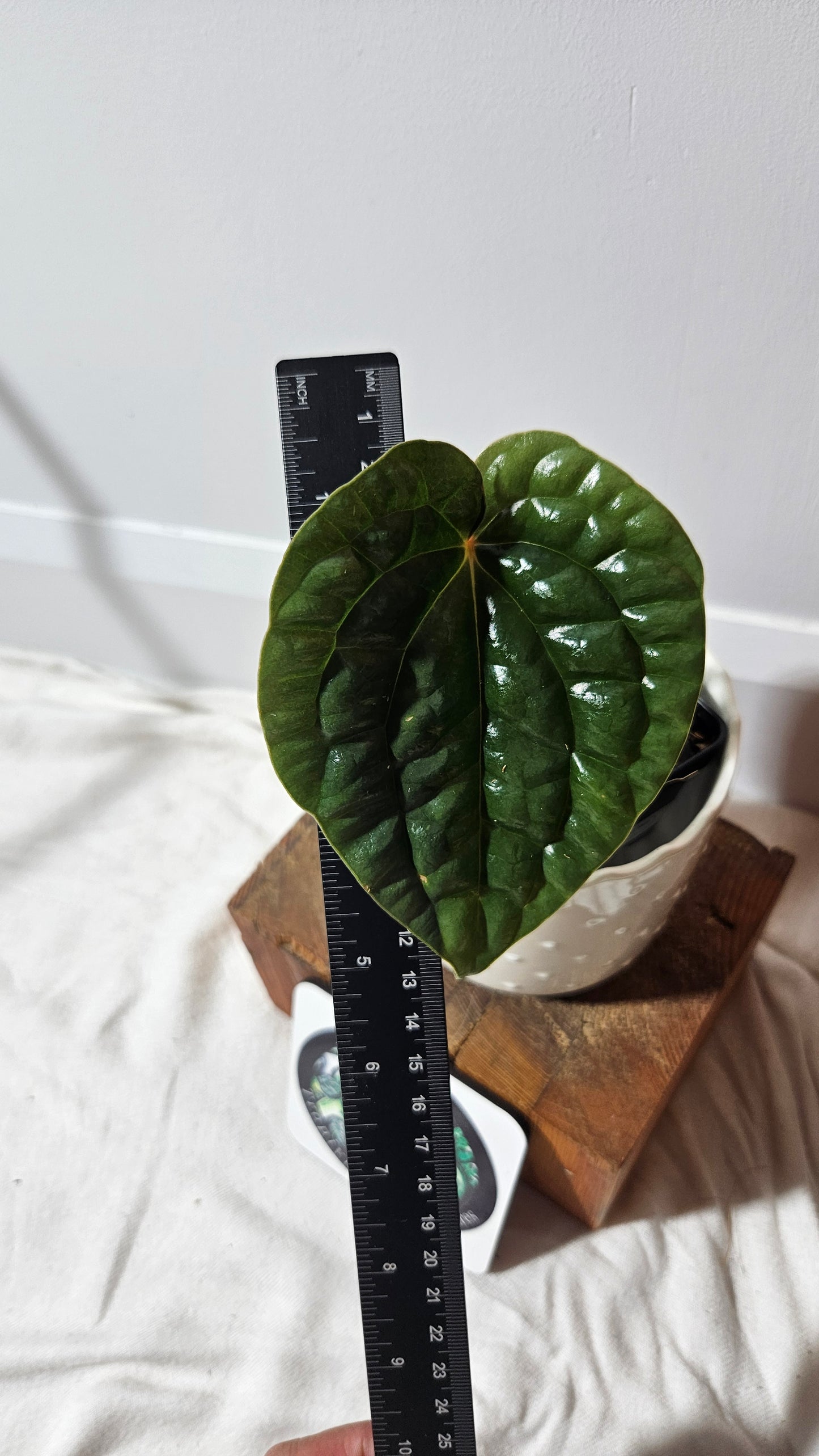 Anthurium Luxurians Velvet Sharp "format PETIT" (ANT-165)