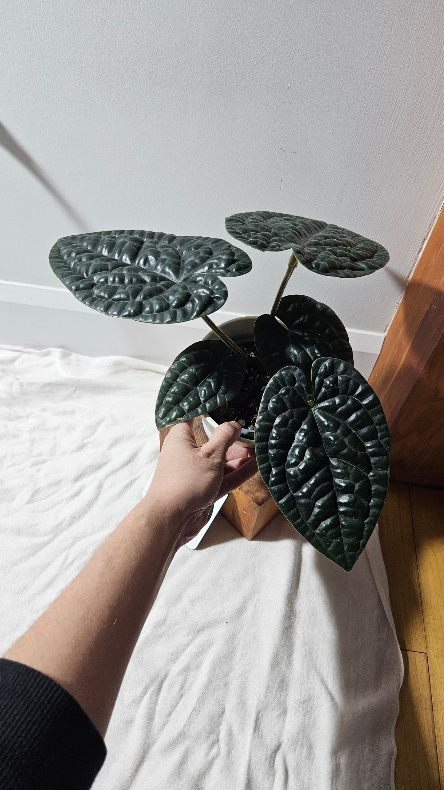 Anthurium Luxurians Chocolate "format LARGE" (ANT-277)