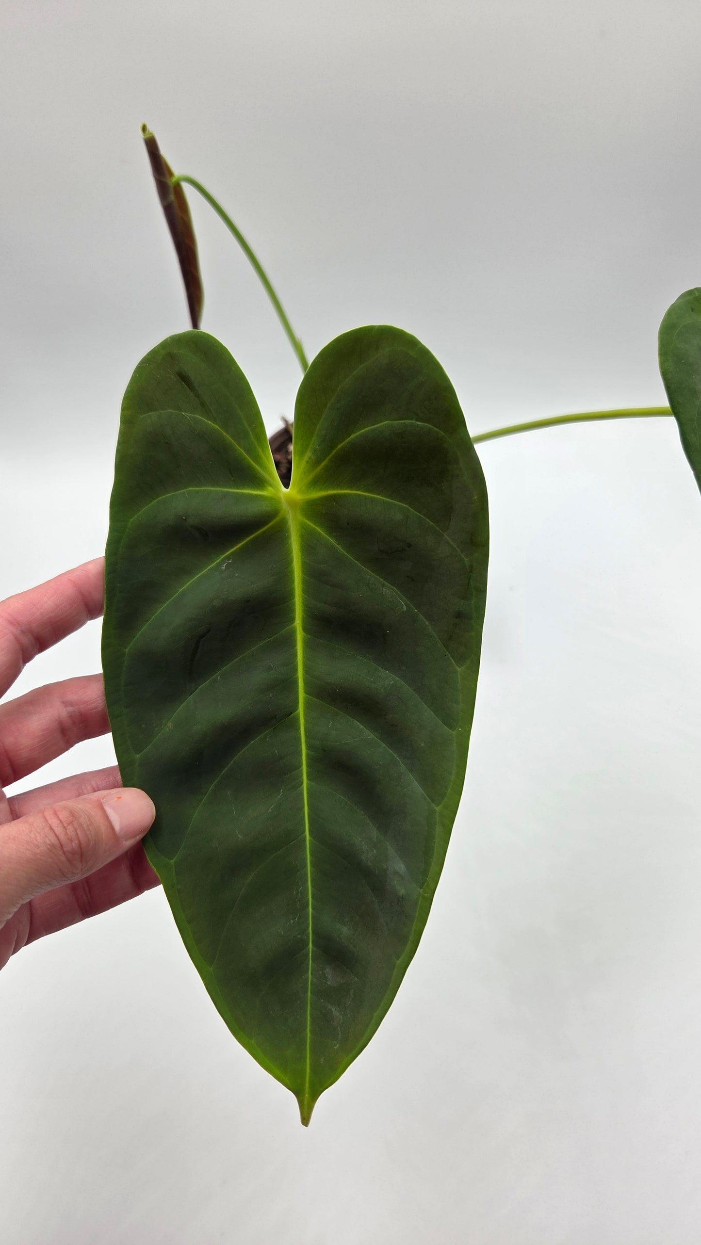 Anthurium Esmeraldense Blood "format LARGE" (ANT-397)