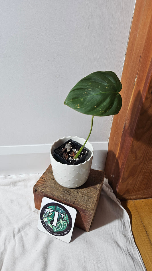 Philodendron Célébration/(Rubrijuvenile X Pastazanum) (PHI-930)