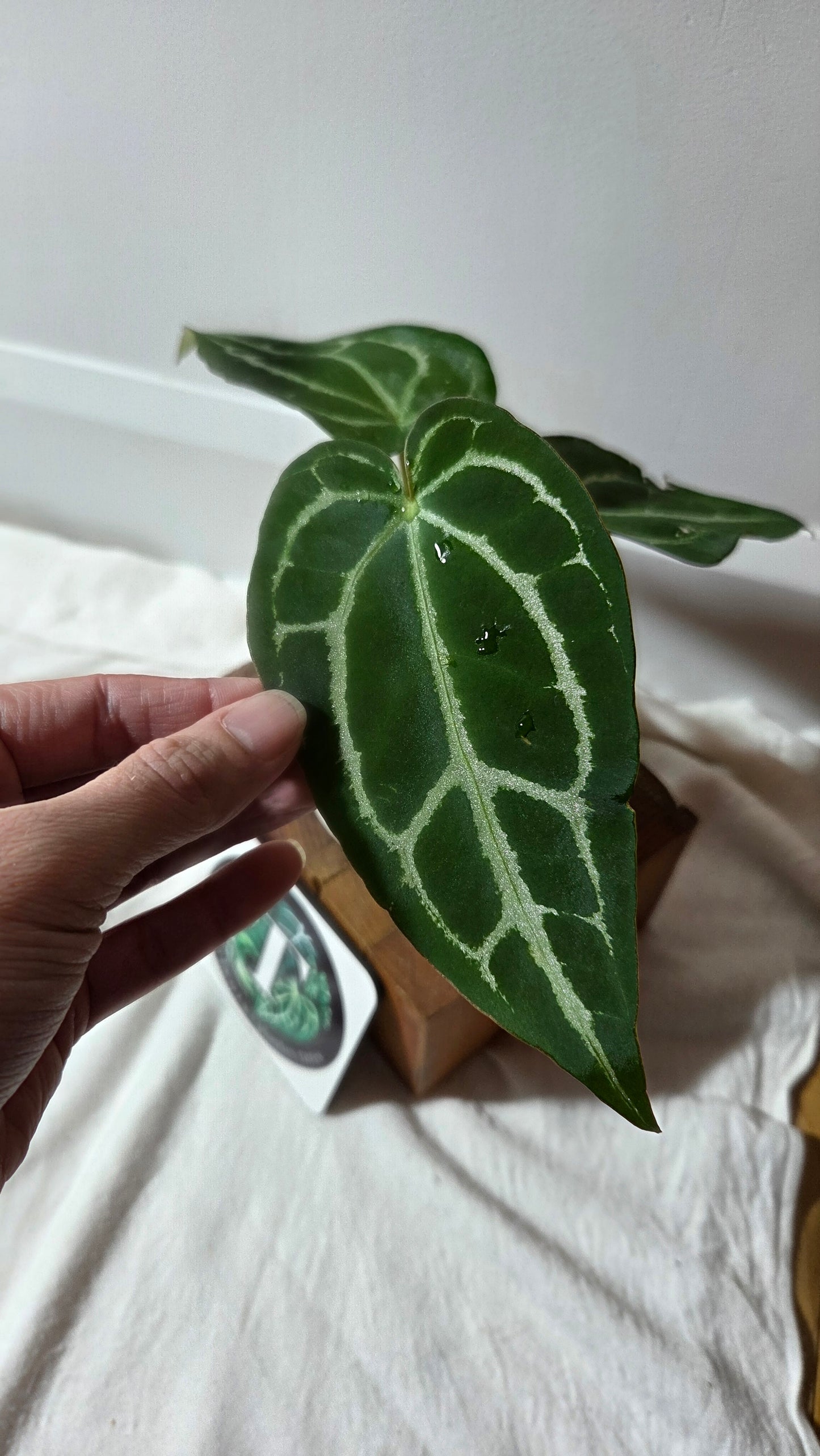 Anthurium Crystallinum Chocolate X Michelle "format MOYEN" (ANT-672)