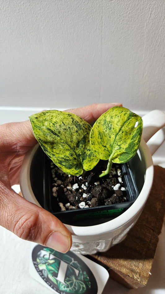 Scindapsus Silver Cloud variegata (SCI-1087)