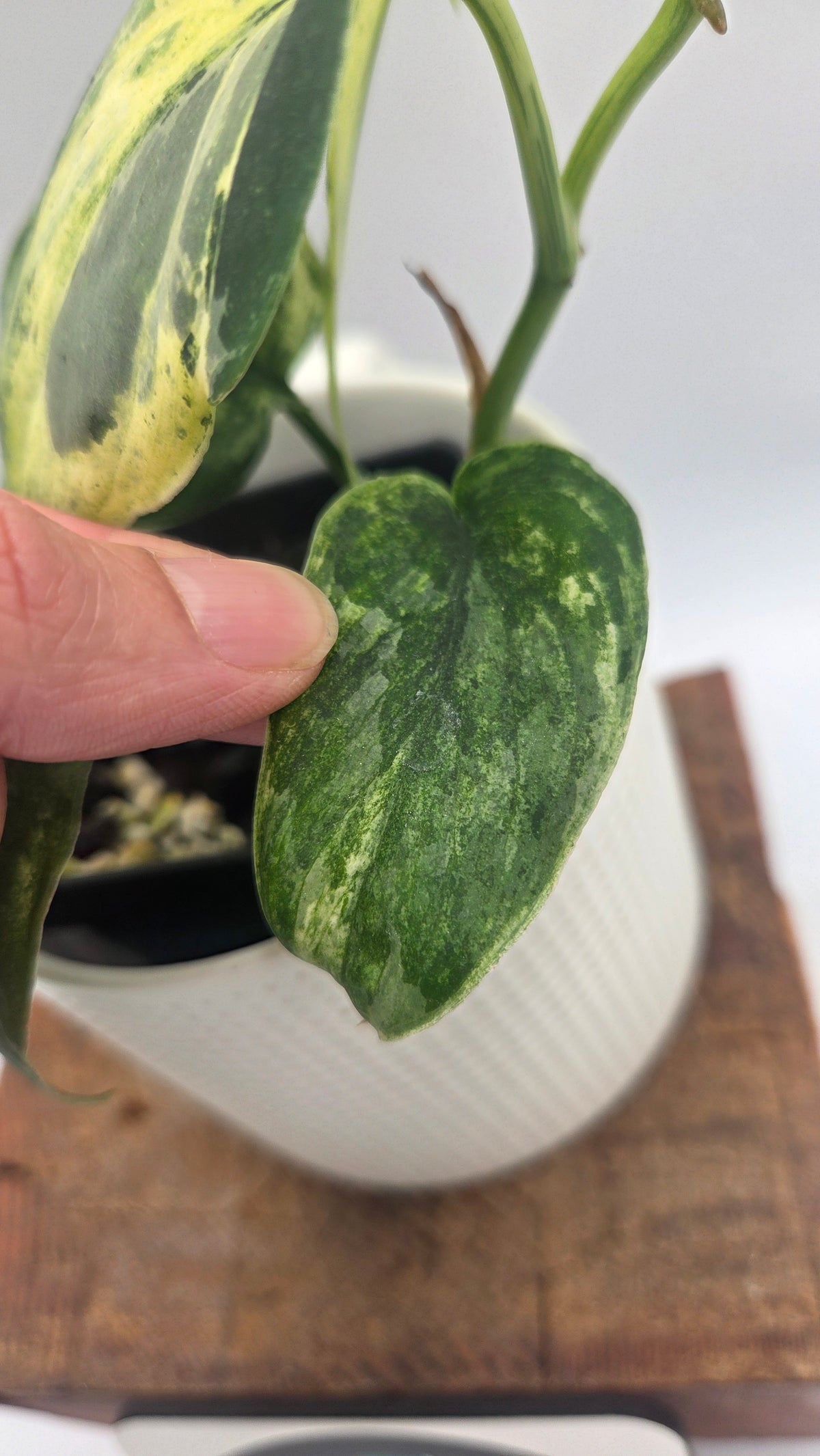 Scindapsus Silver Splash Tricolore (SCI-1154)
