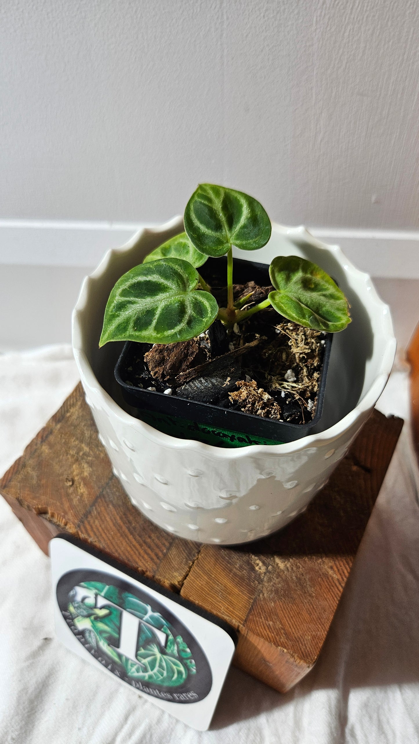 Anthurium Dorayaki Silver "format PETIT"( ANT-583)