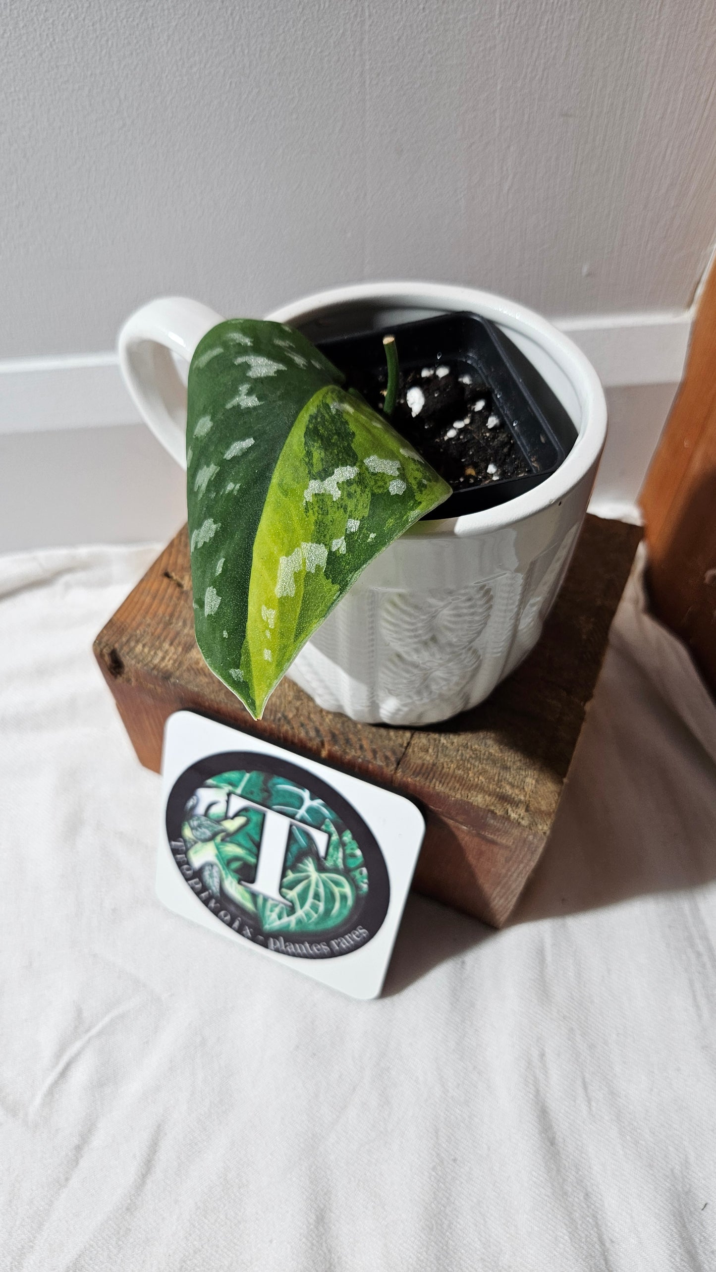 Scindapsus Sentarum (SCI-1130)