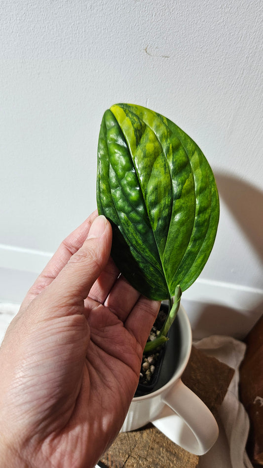 Monstera Karstenianum/Peru Variegata (MON-465)