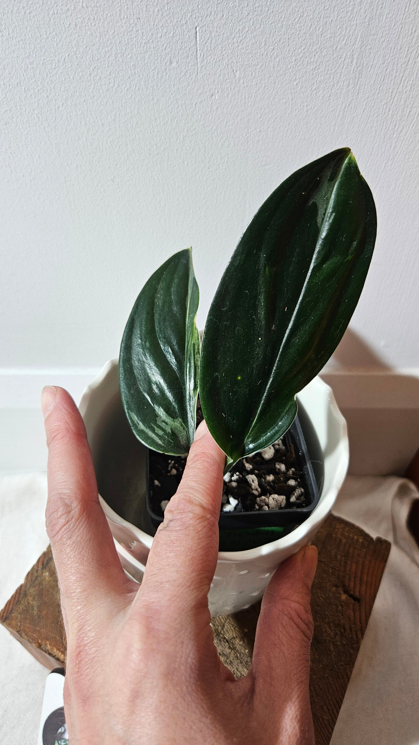 Scindapsus Treubii Dark Form silver (SCI-1012)