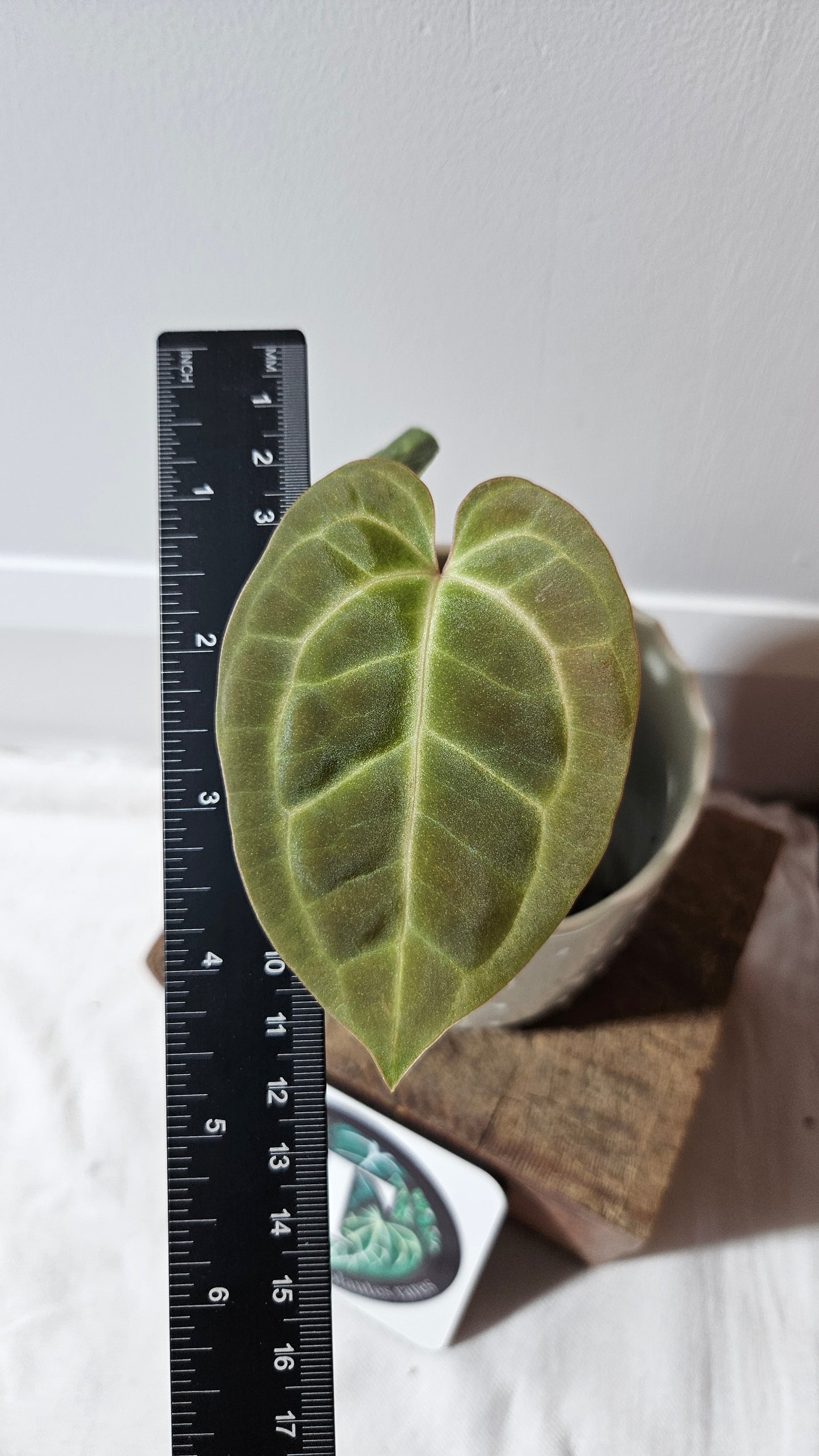 Anthurium Besseae NOID "Format PETIT" (ANT-564)