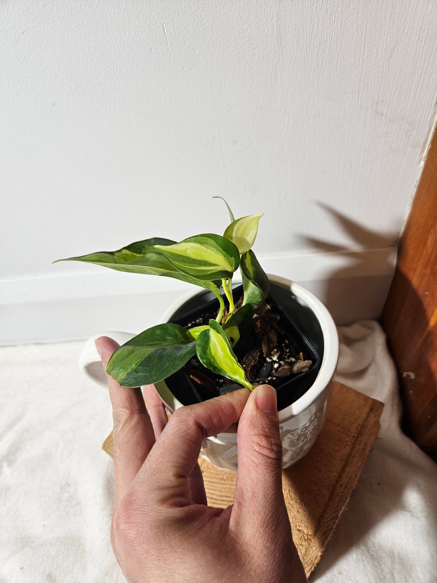 Philodendron Hederaceum Cream Splash (PHI-421)