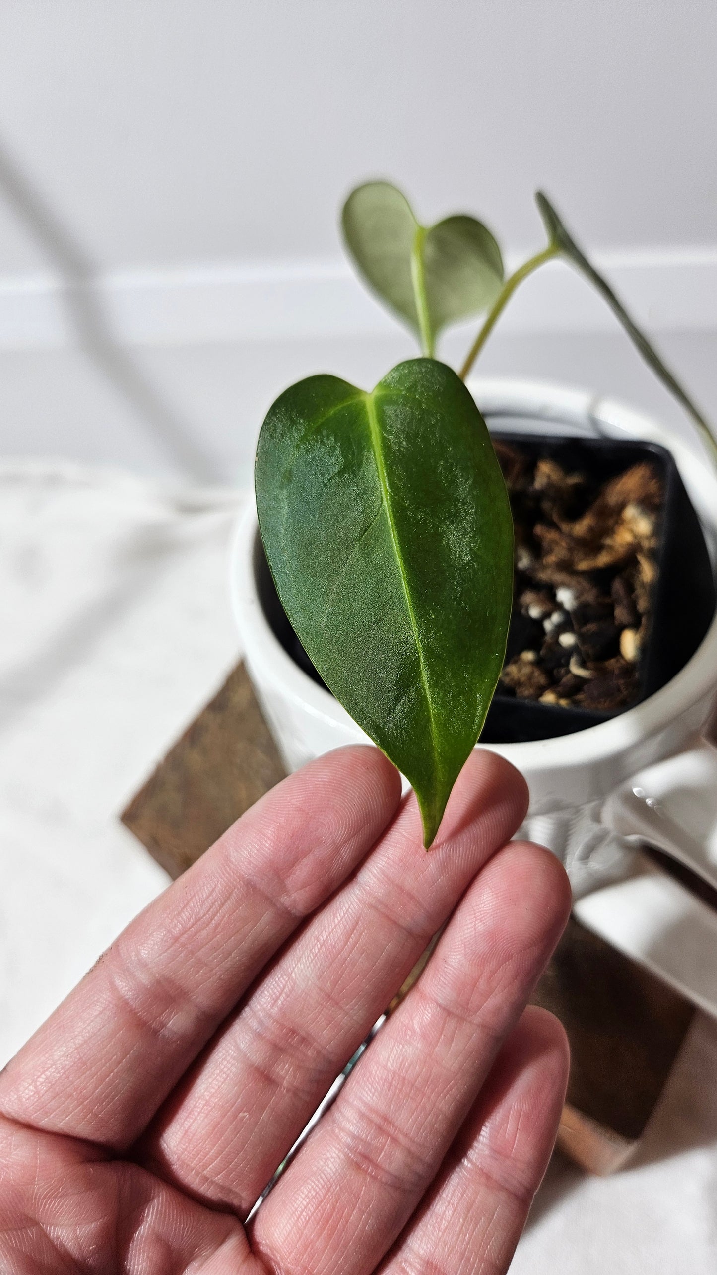 Anthurium Silver Blush X Subsignatum "format PETIT" (ANT-176)