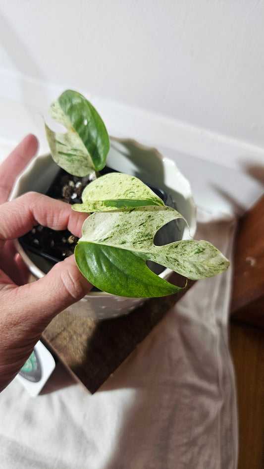 Epipremnum pinnatum Marble (EPI-210)