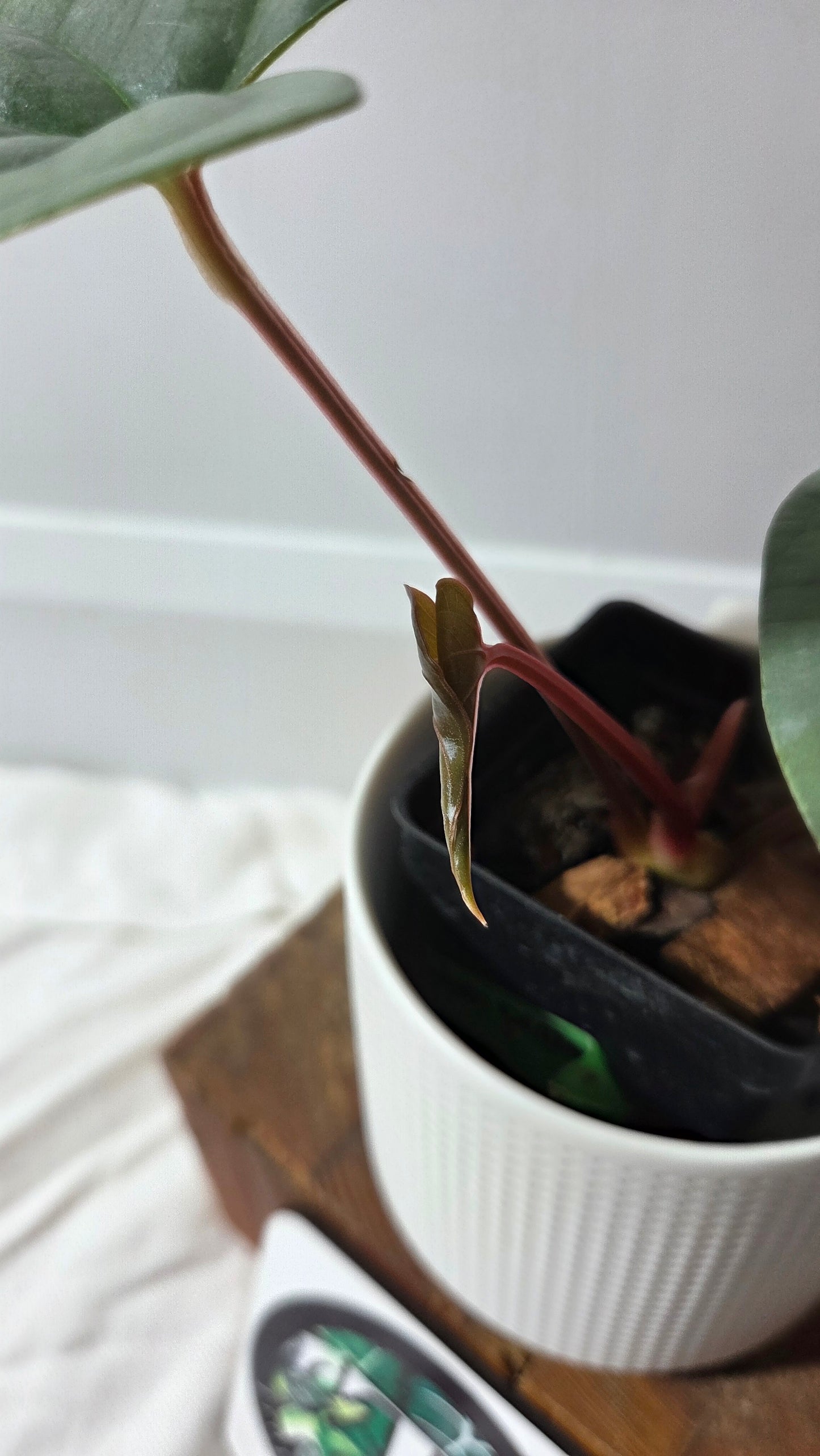 Anthurium Salgarense aff Silver Peru"format MOYEN" (ANT-657)