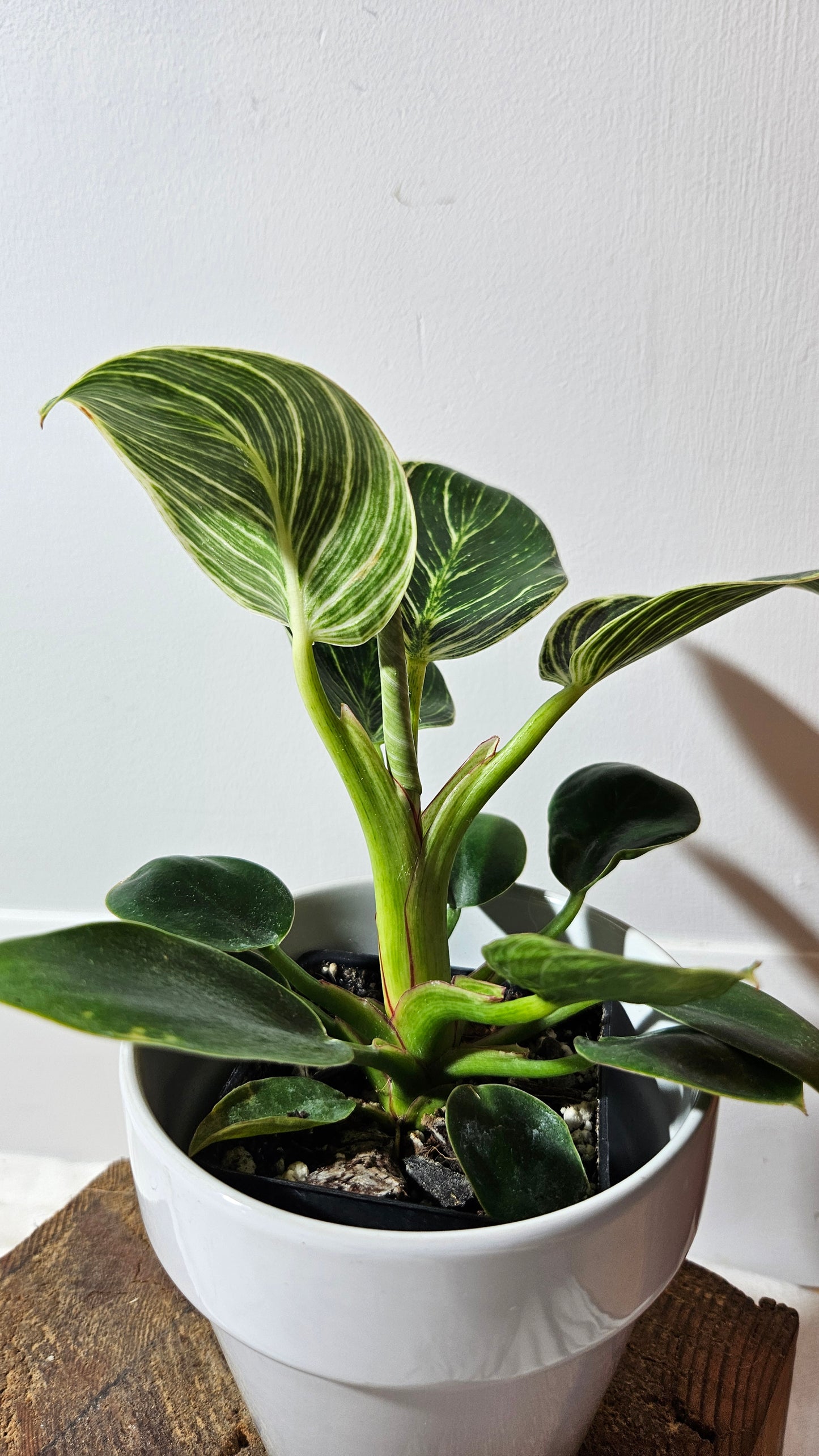 Philodendron Birkin (PHI-608)