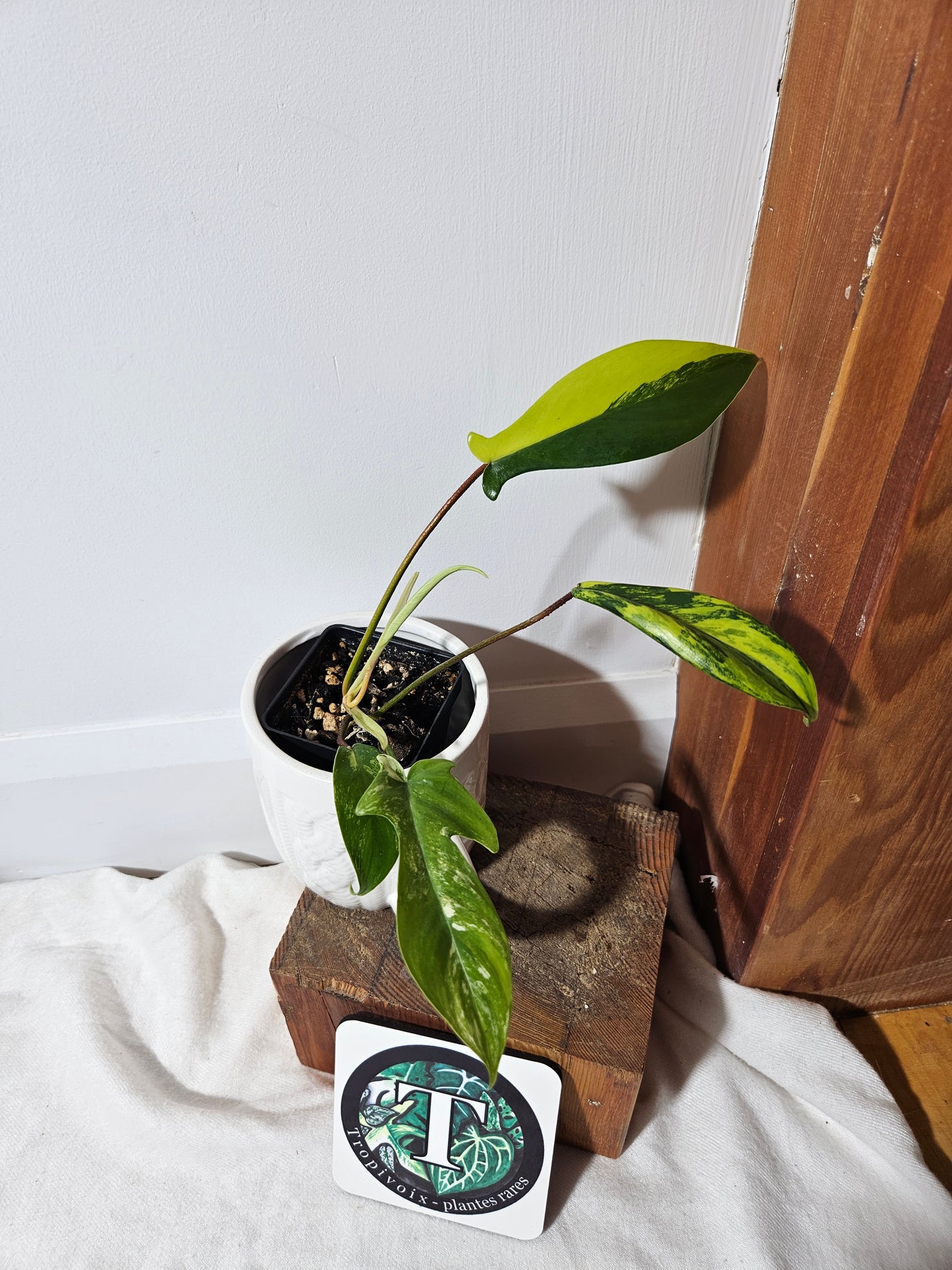 Philodendron Florida Beauty (PHI-395)