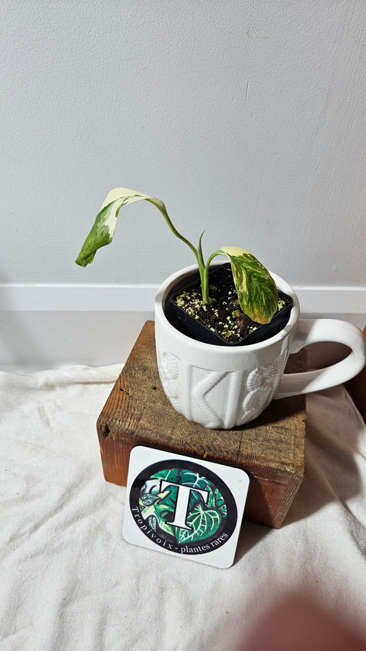 Monstera Lechleriana Albo (MON-195)