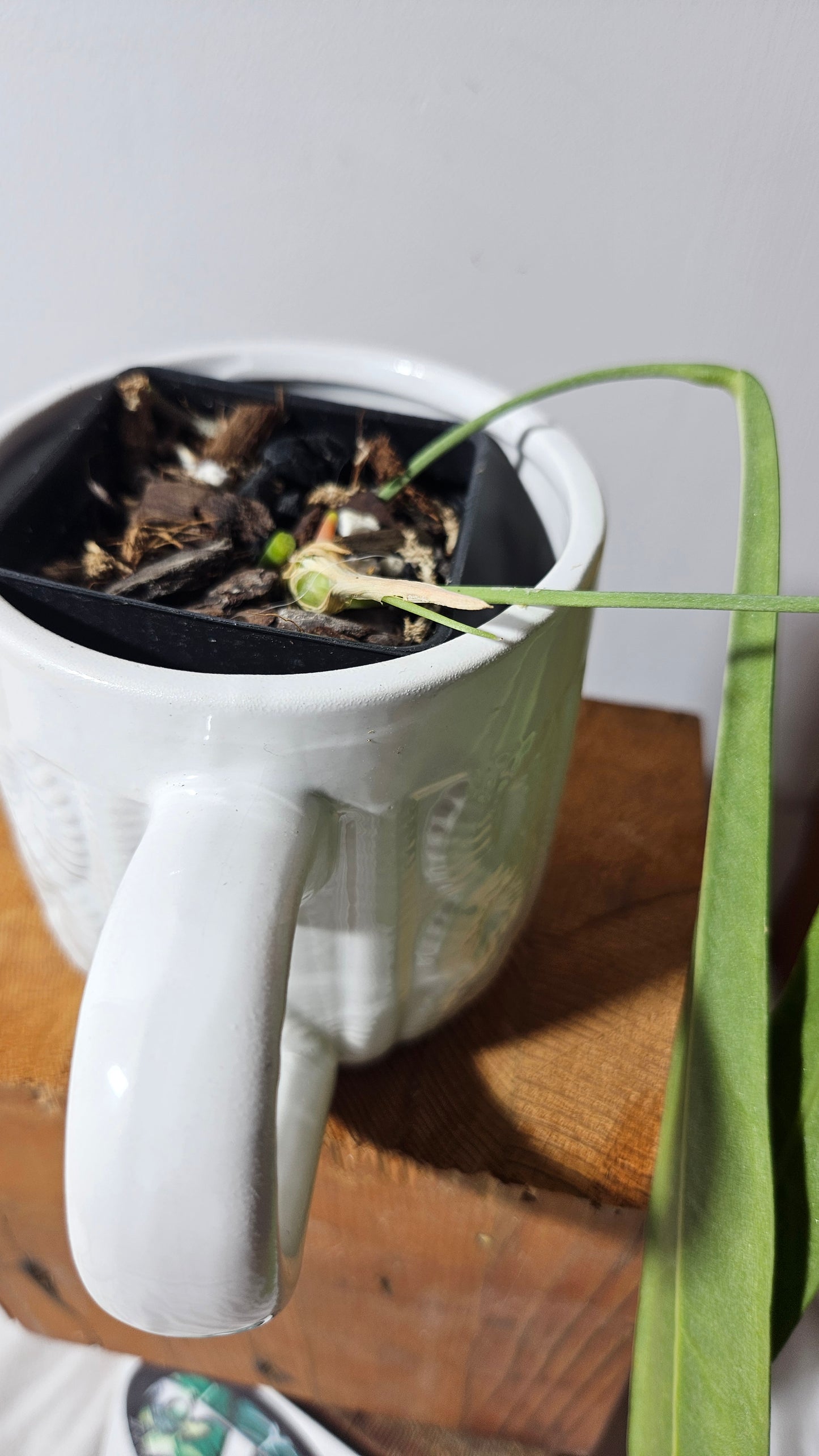 Anthurium Pallidiflorum Black "format LARGE"(ANT-199)