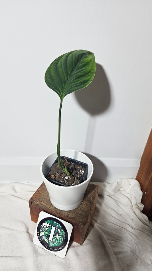 Monstera Obliqua Aff Radican  (MON-253)