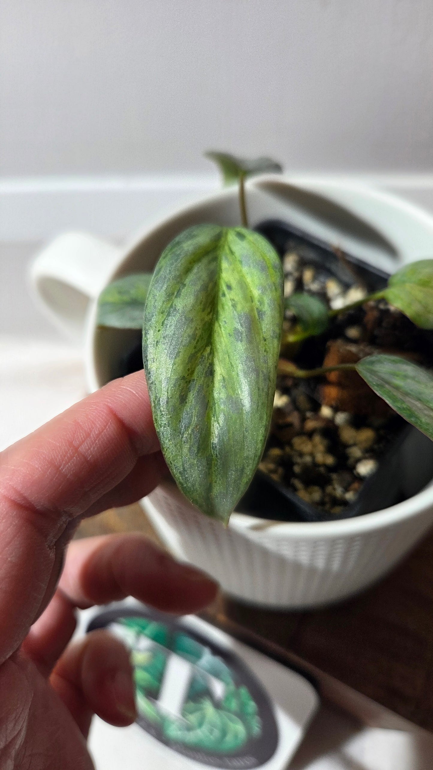 Philodendron Sodiroi Variegata (PHI-511)