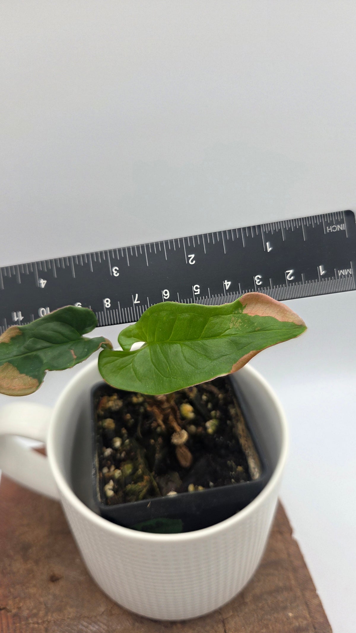 Syngonium Pink Lava (SYN-242)
