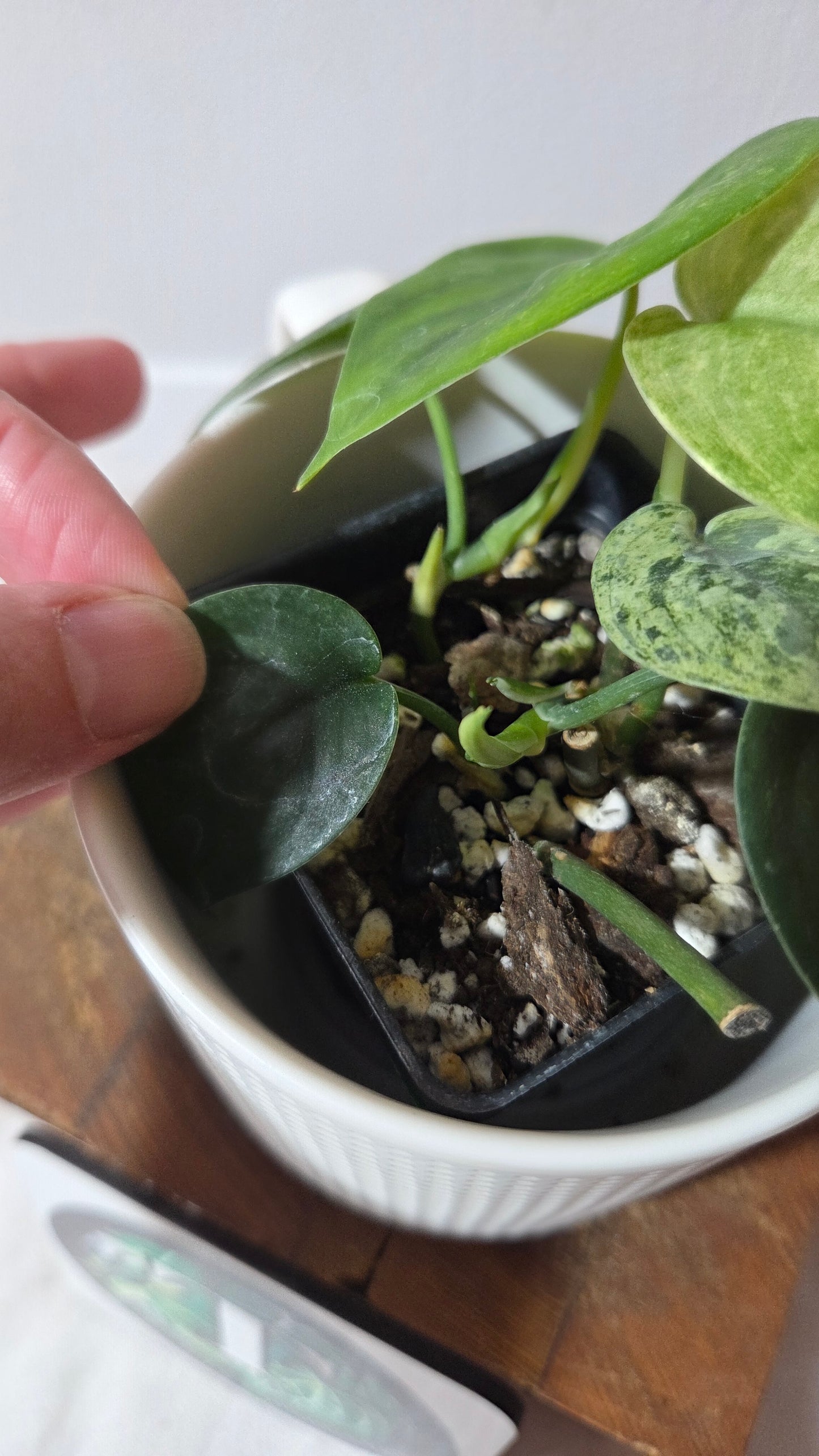 Scindapsus Silver Satin albo (SCI-1413)