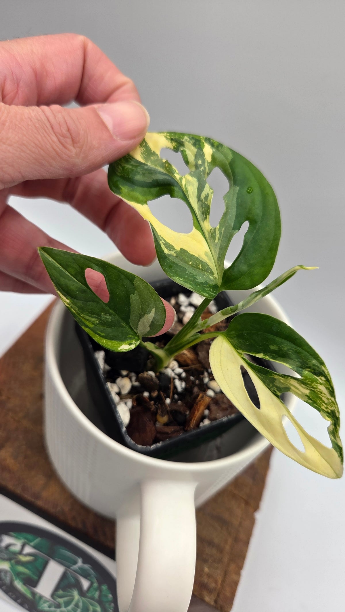 Monstera Andasonii Tricolore (MON-579)