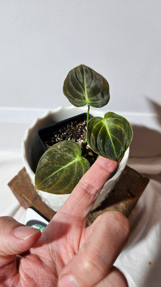 Philodendron Melanochrysum (PHI-860)