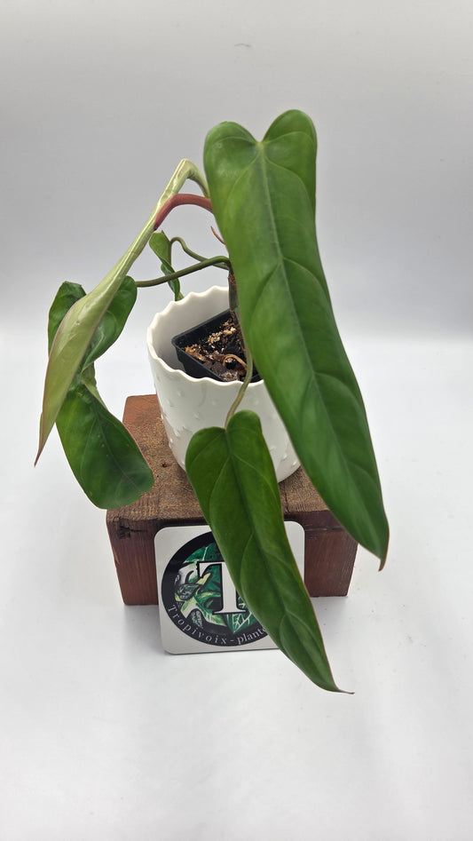 Philodendron Billietiae Aff (PHI-463)