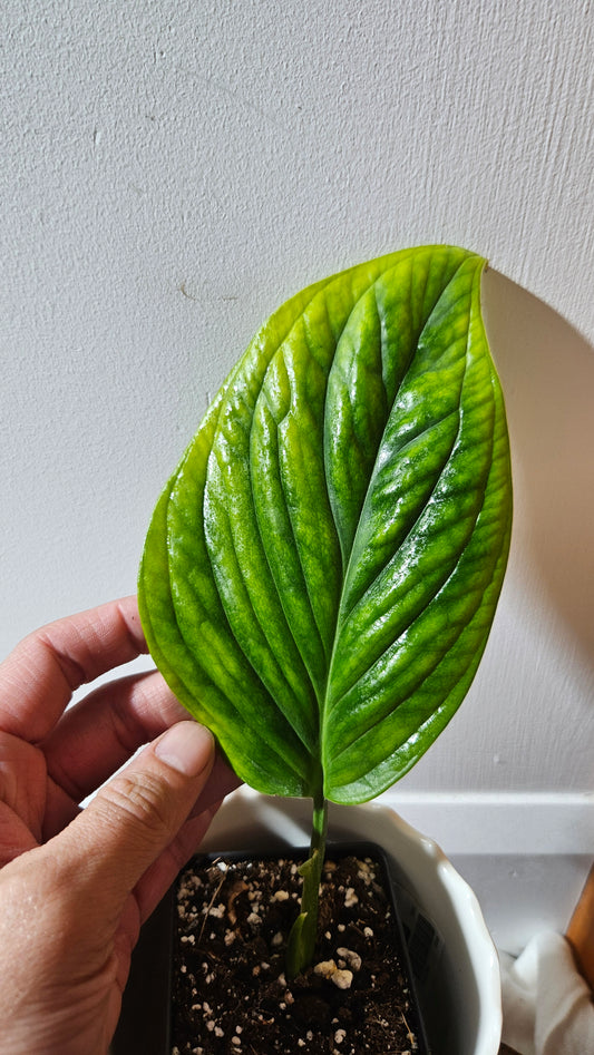 Monstera Obliqua Aff Black Strypes  (MON-425)